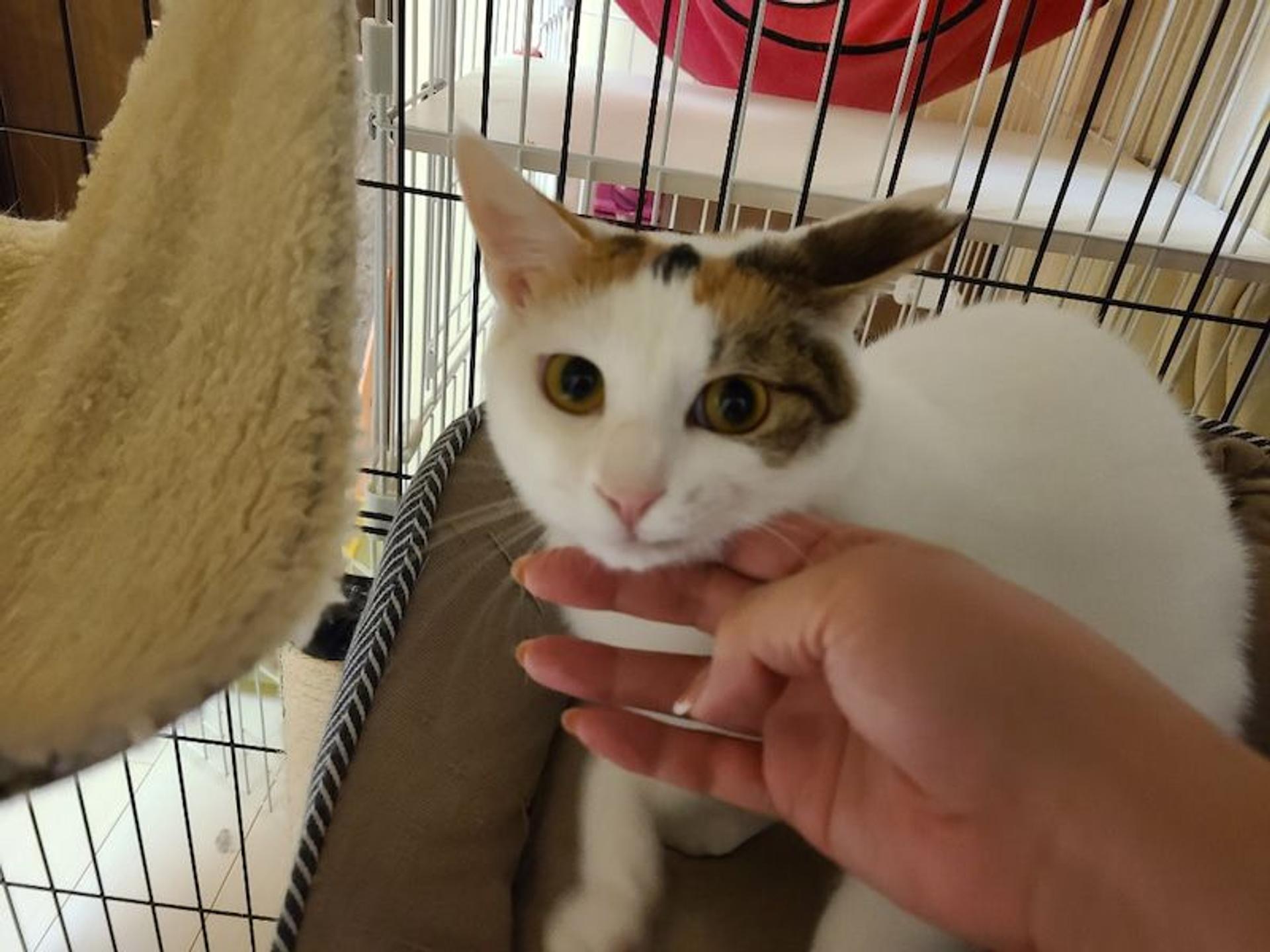 pet-image-4