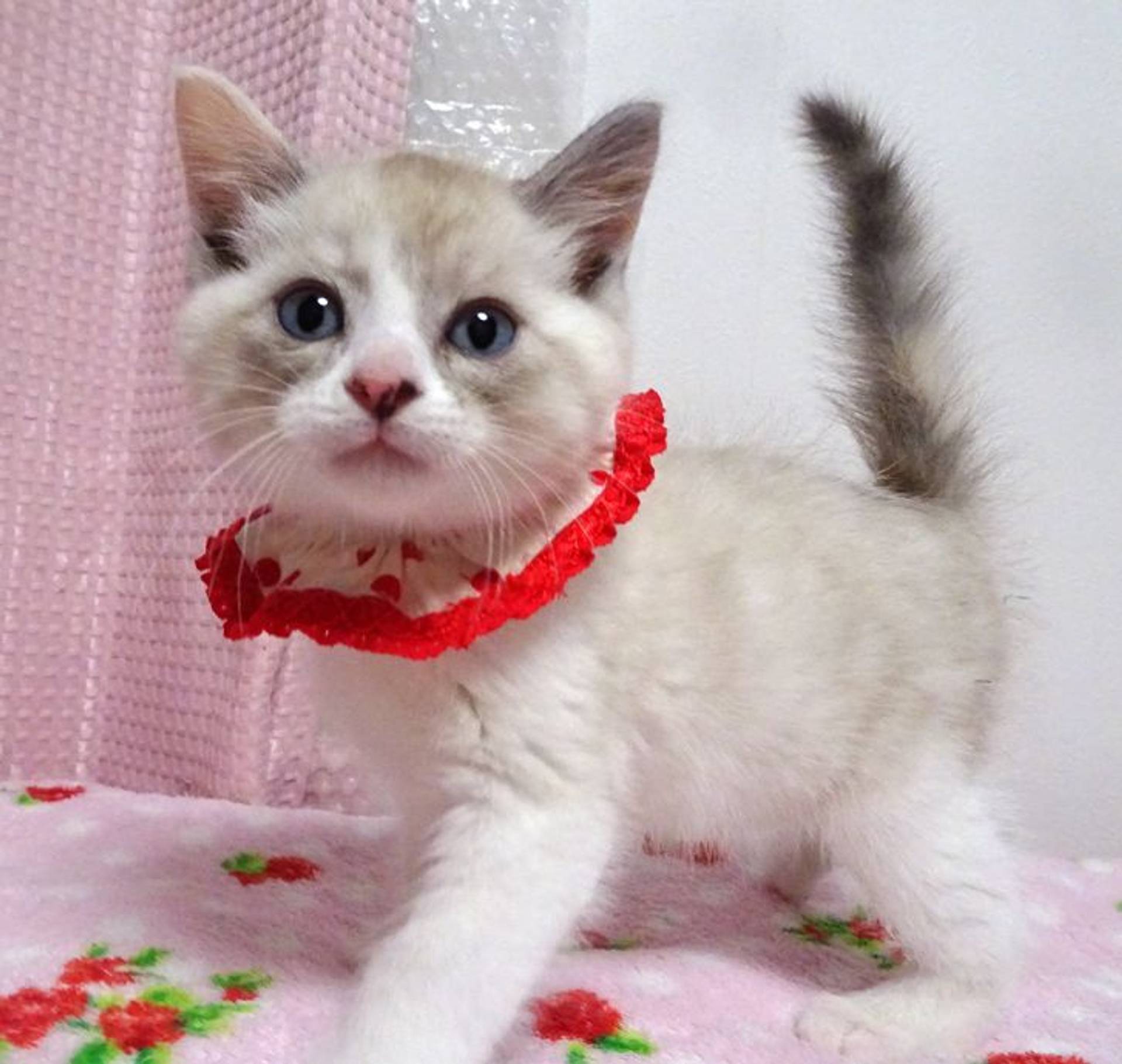 雑種（ミックス猫）・メスの里親募集の写真