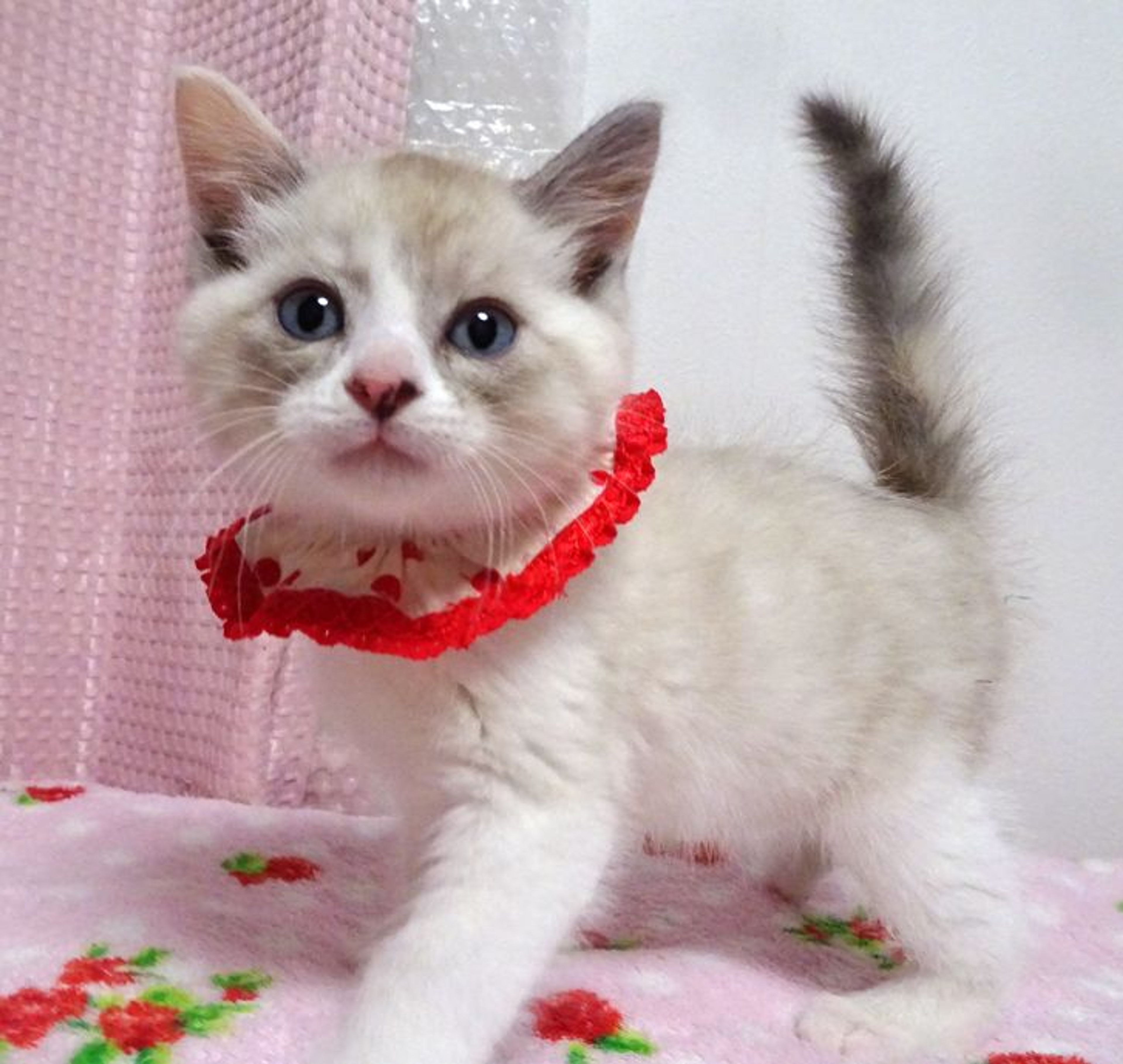 雑種（ミックス猫）・メスの里親募集の写真