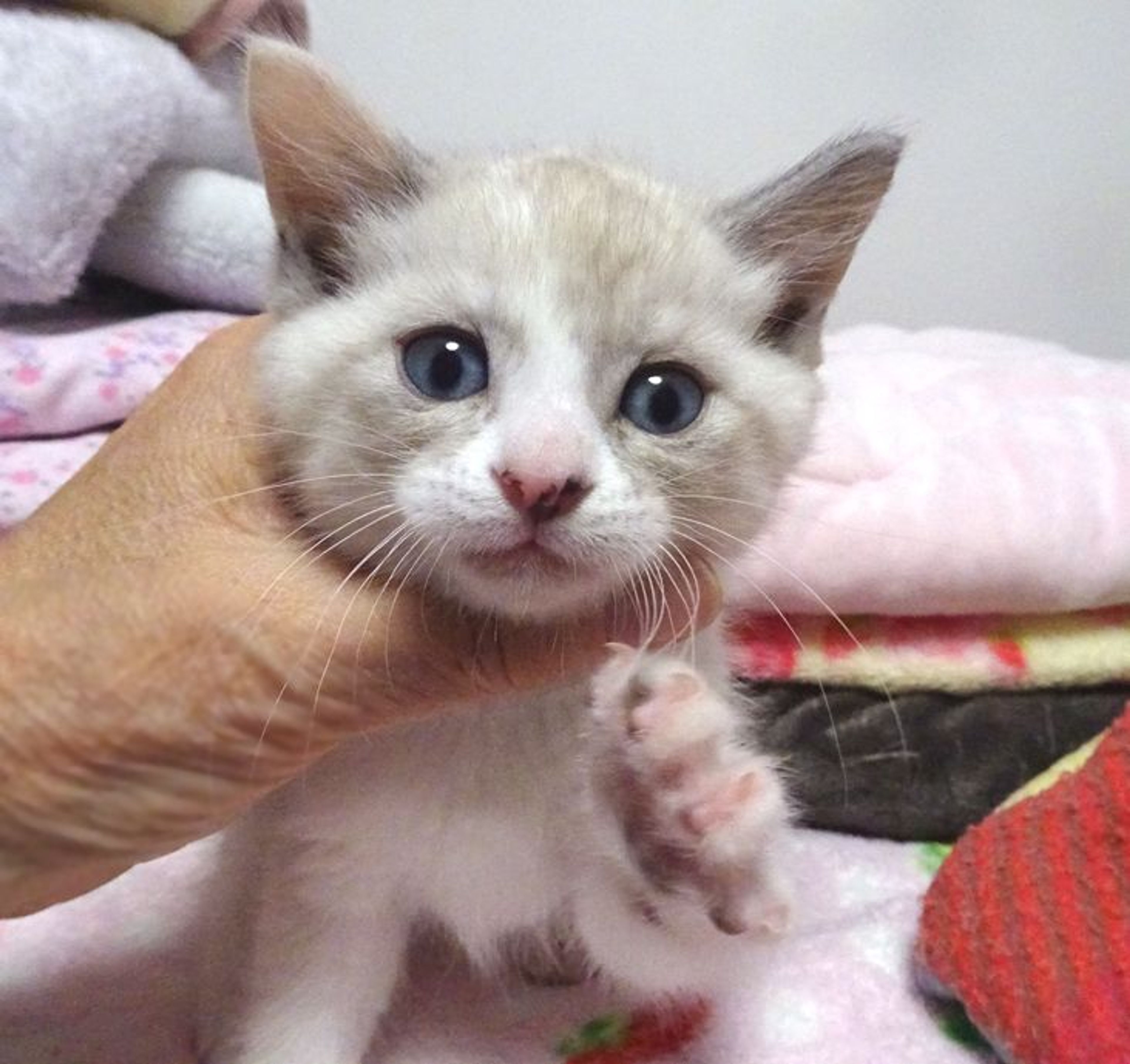 pet-image-2