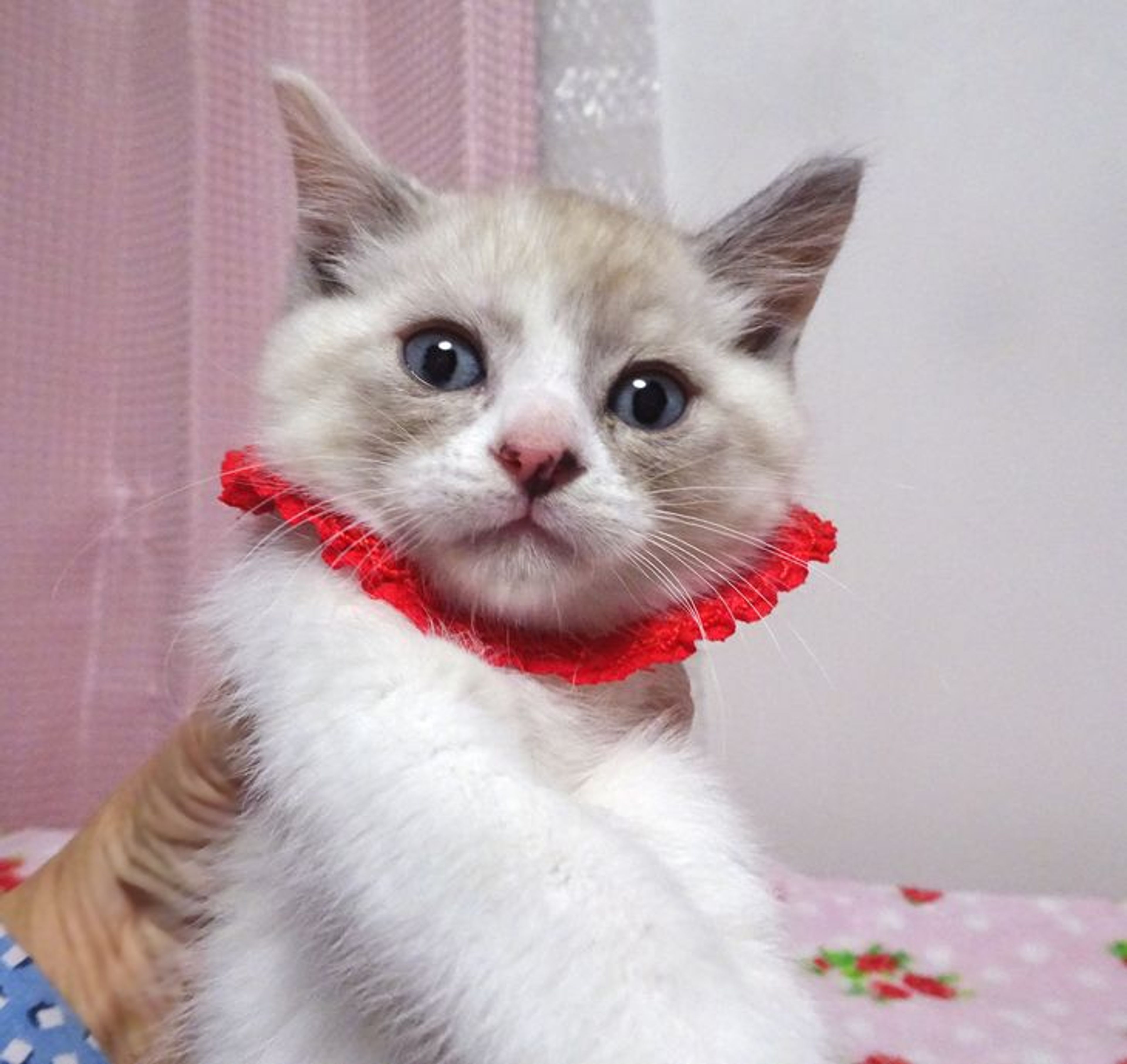 pet-image-3