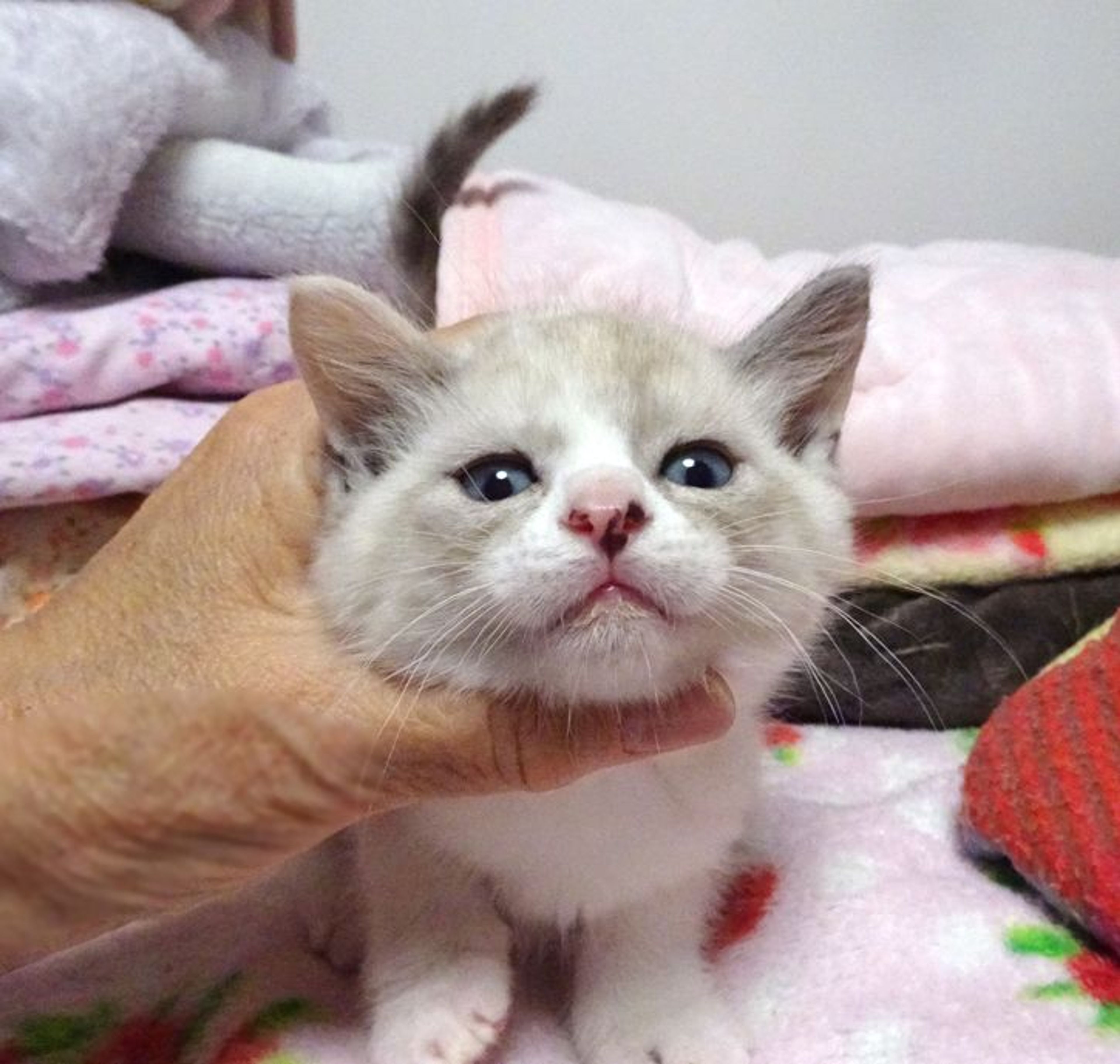 pet-image-4