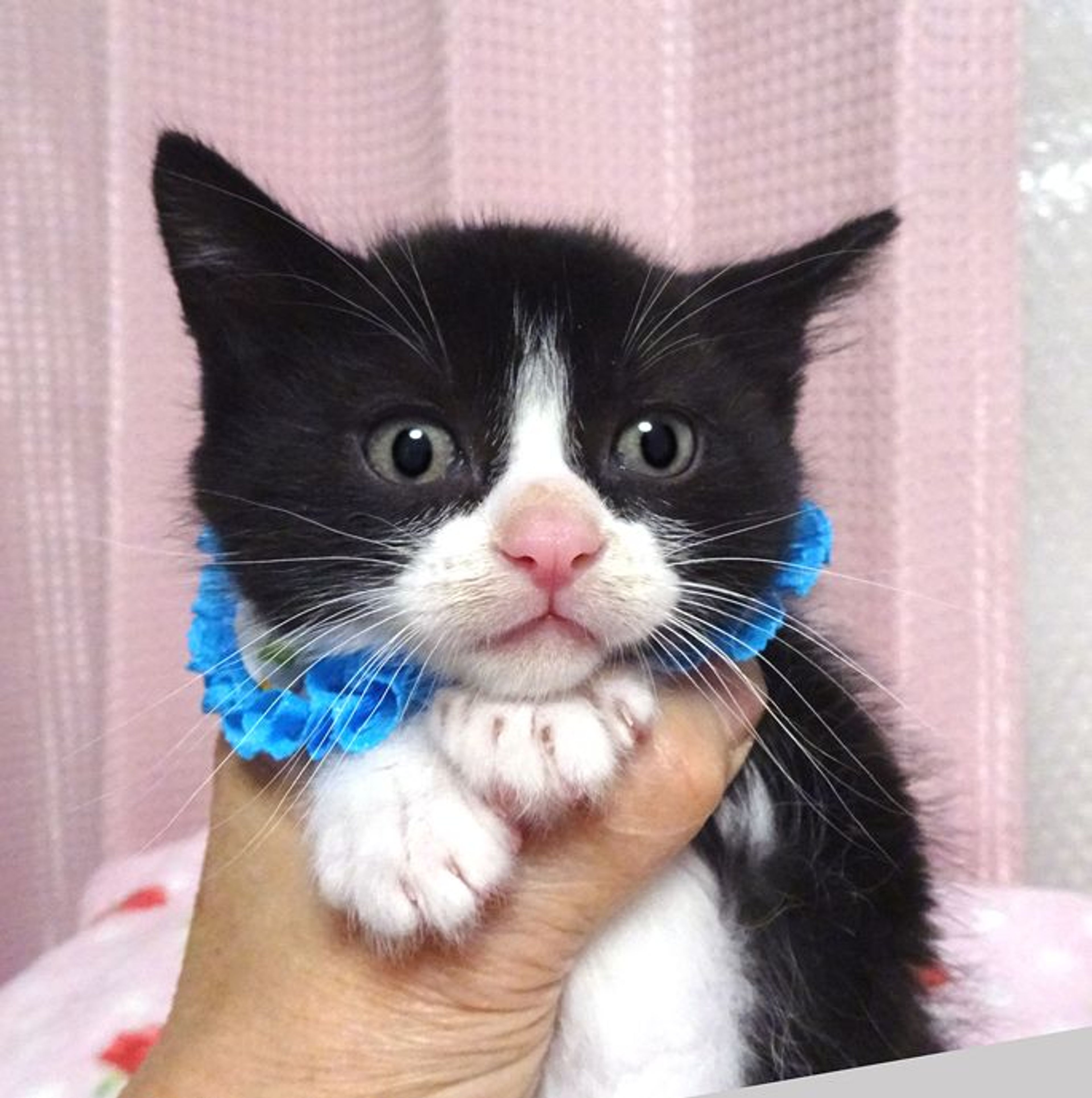 雑種（ミックス猫）・オスの里親募集の写真