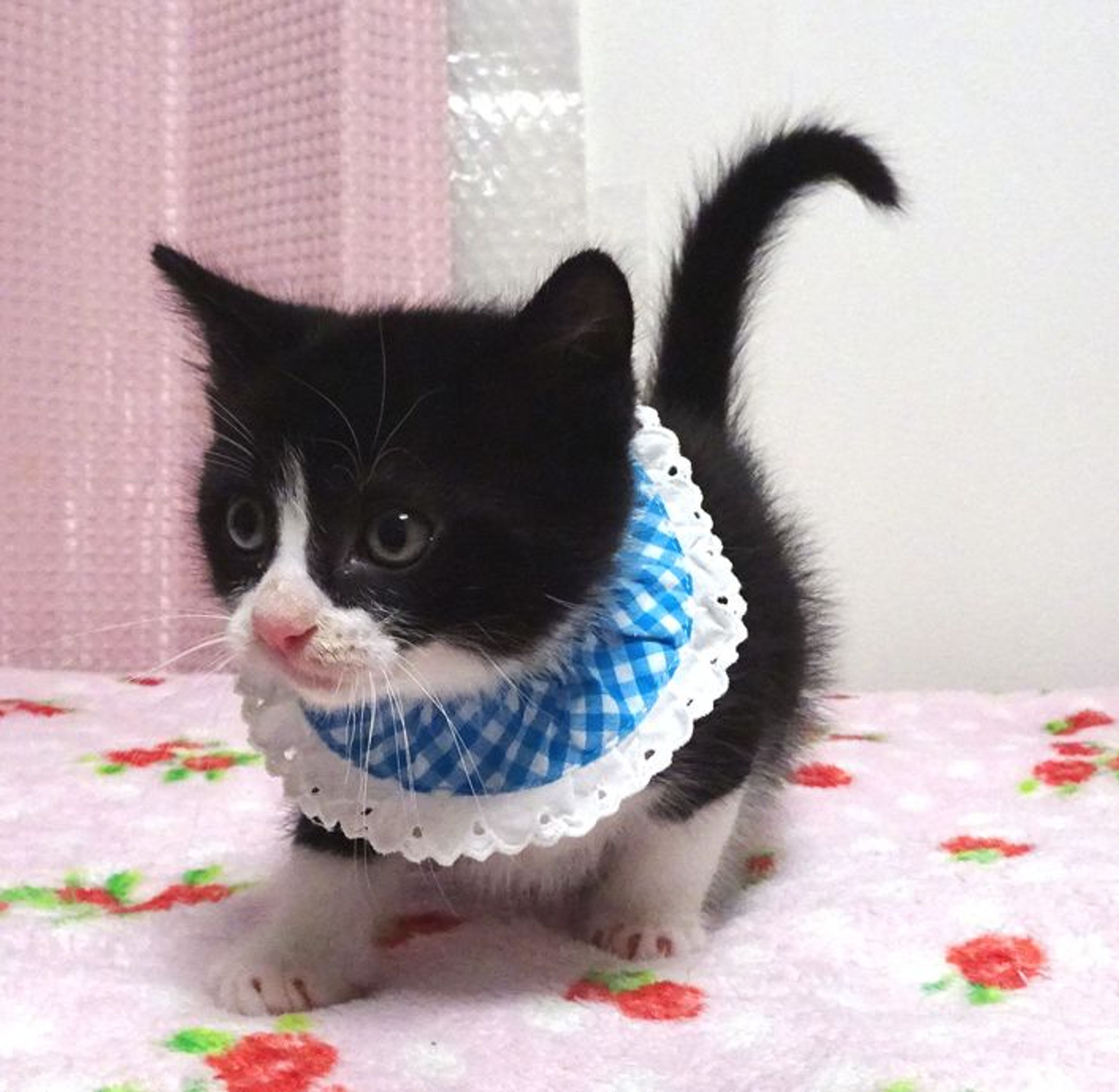 pet-image-2