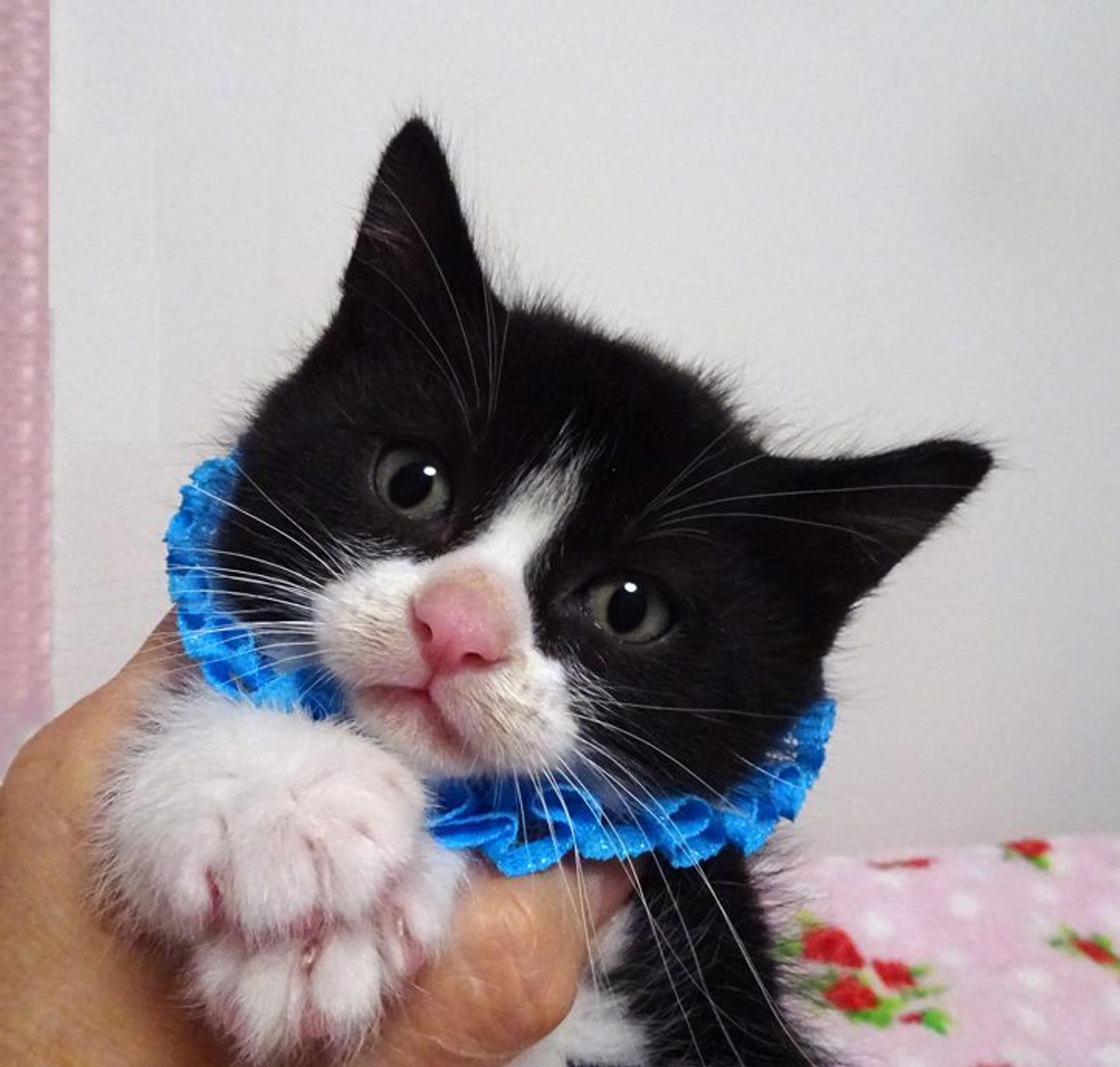 pet-image-4