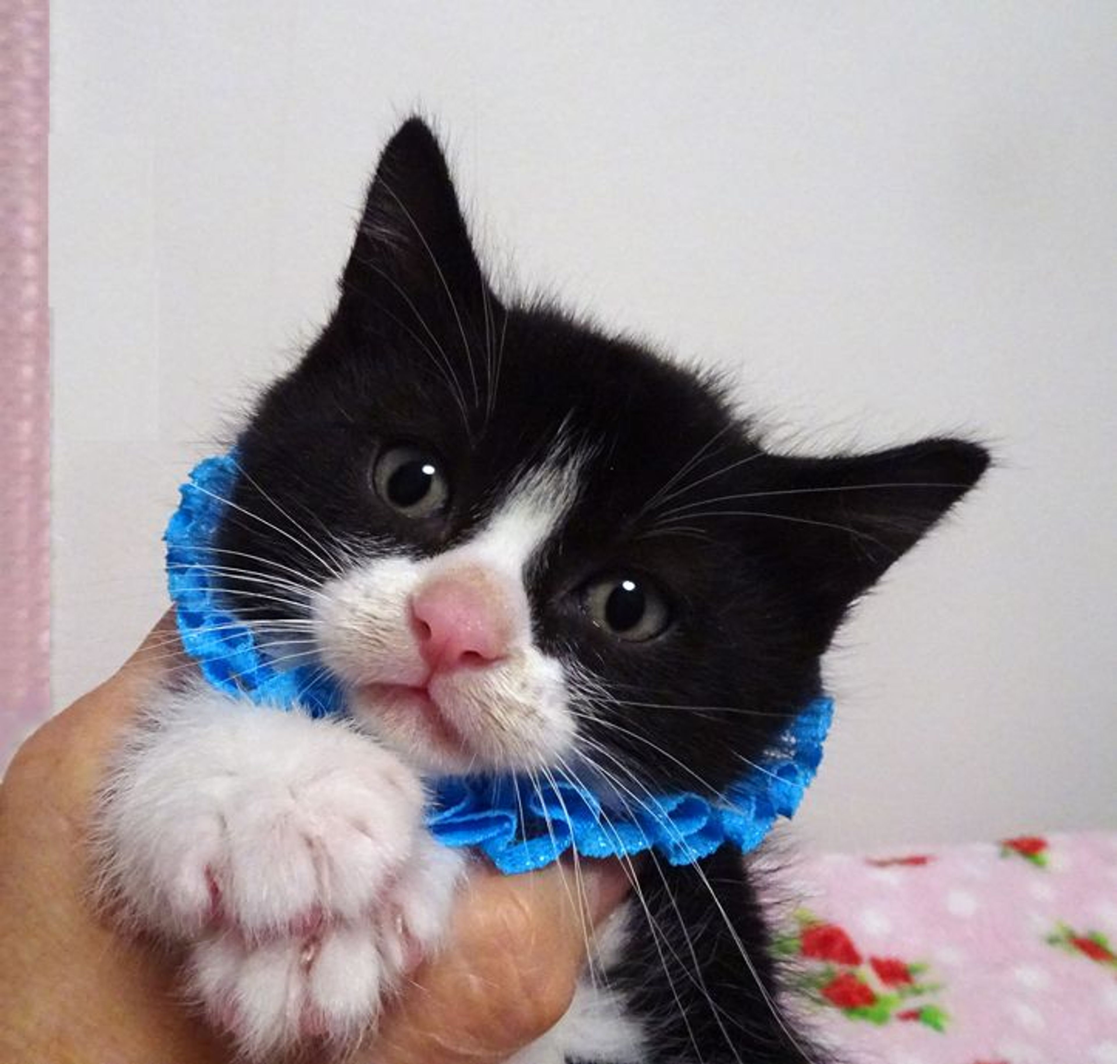 pet-image-4