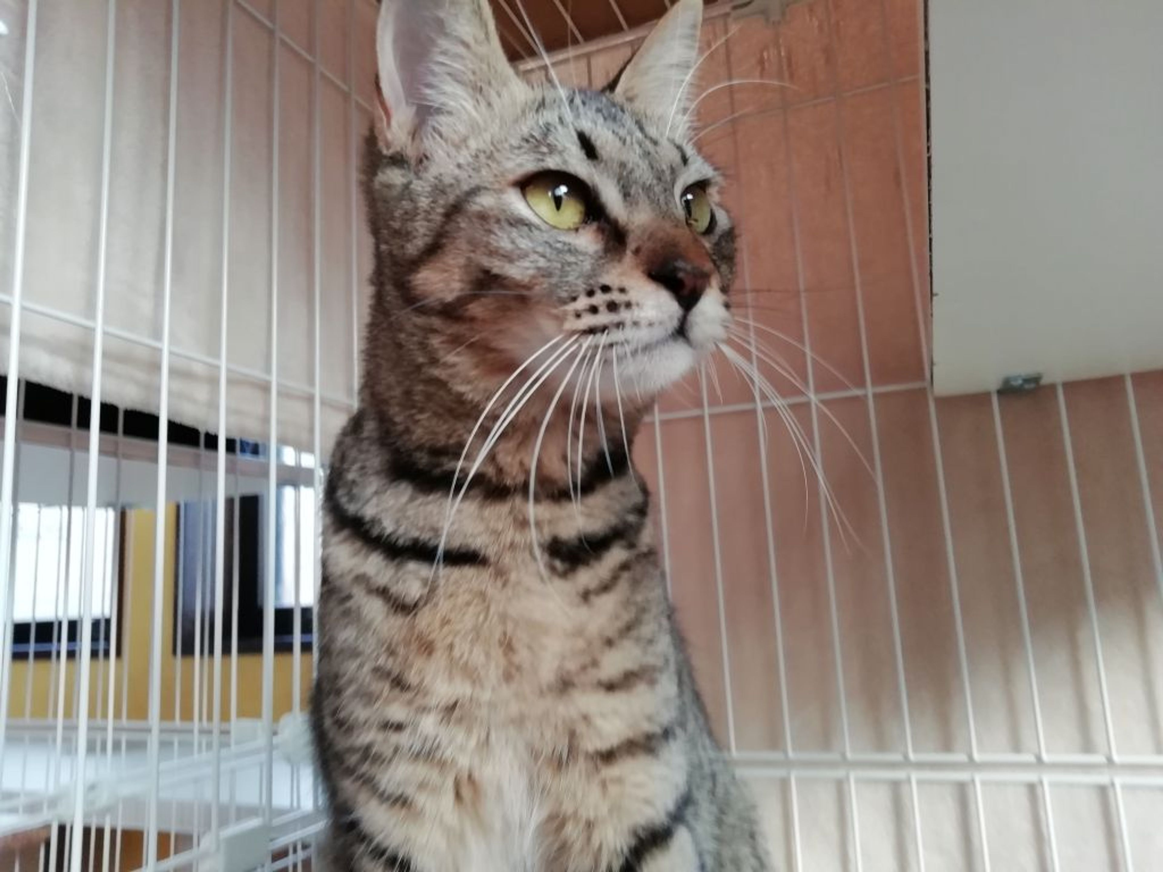 pet-image-2