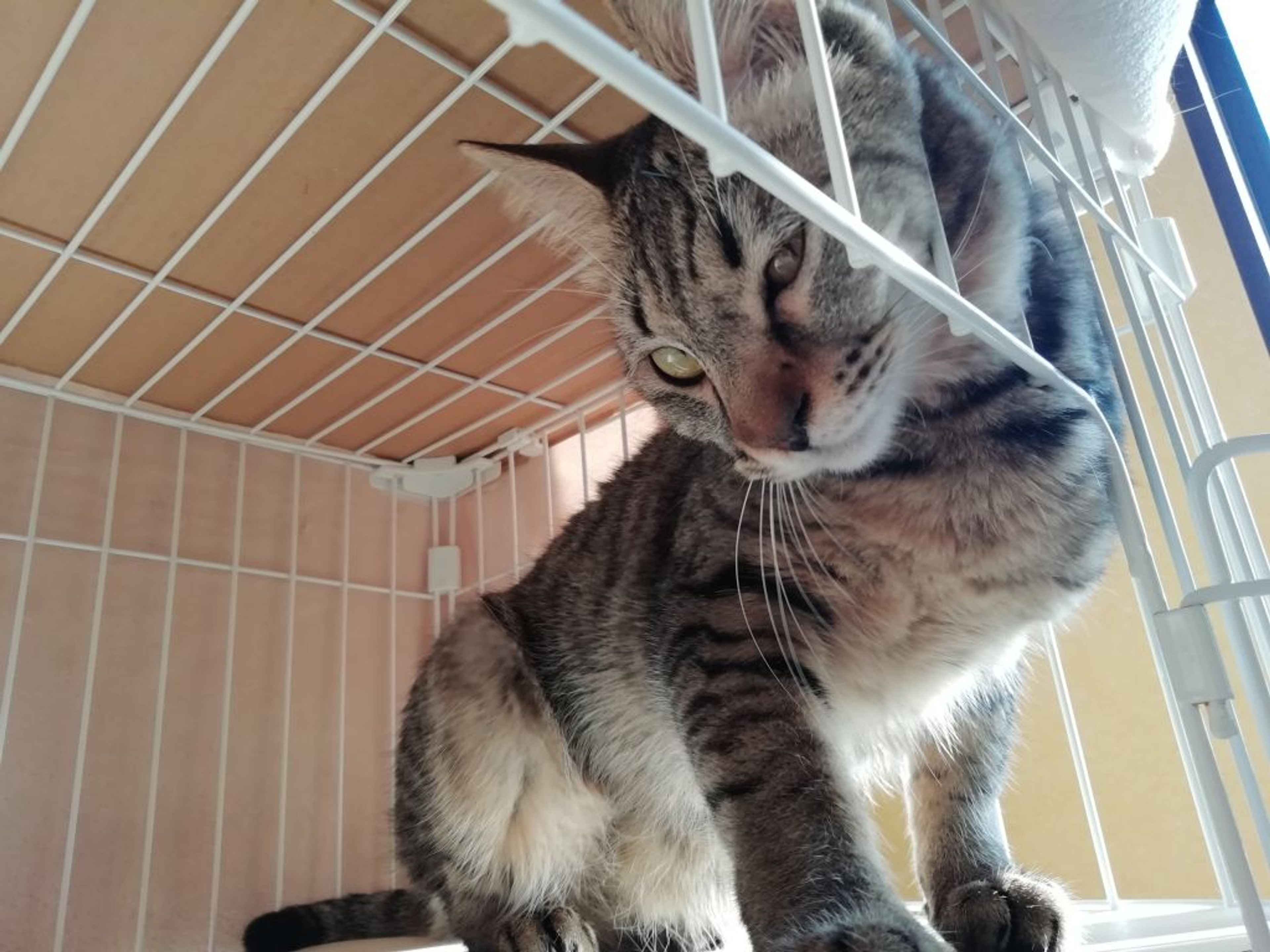 pet-image-4
