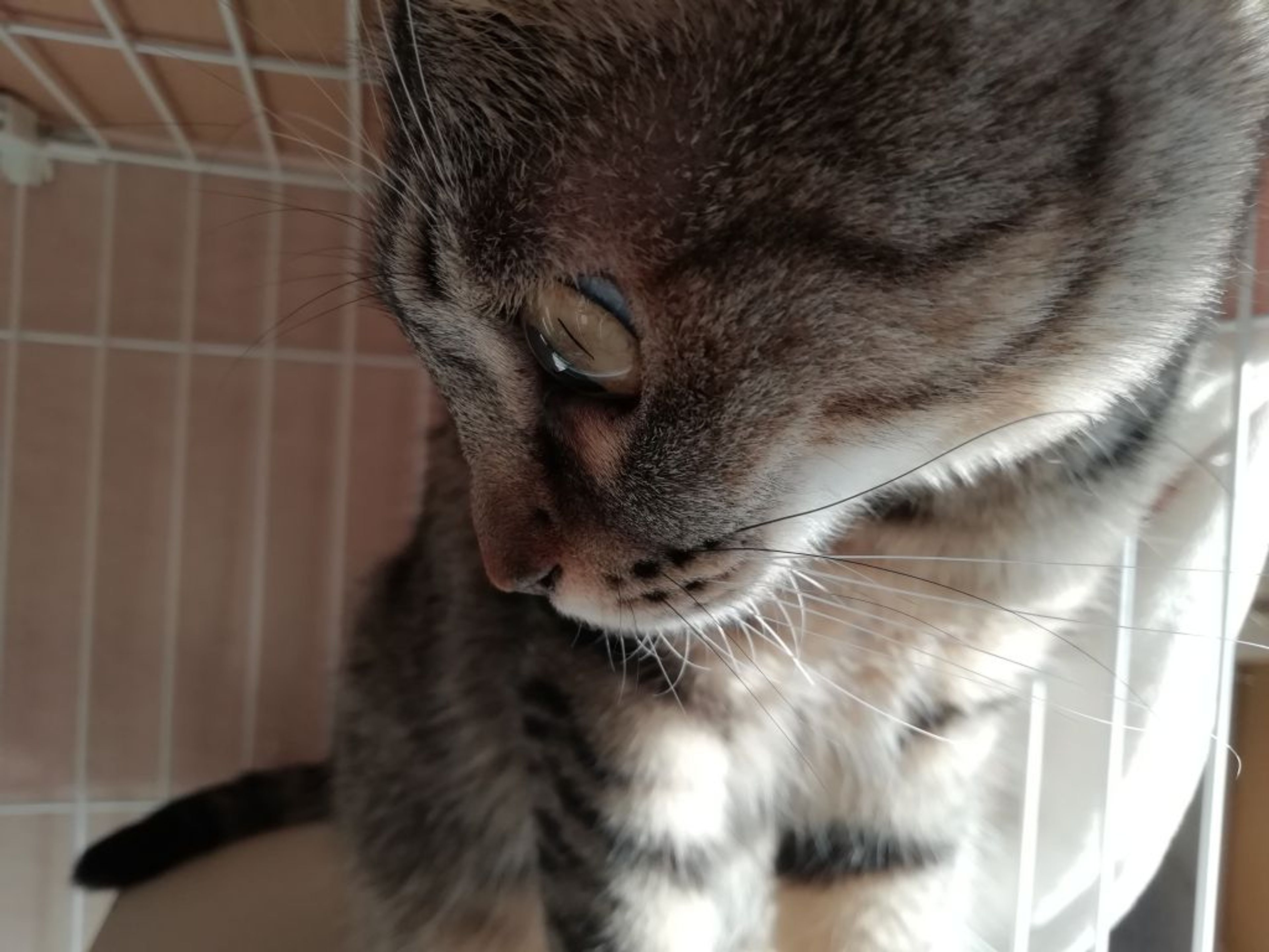 pet-image-6