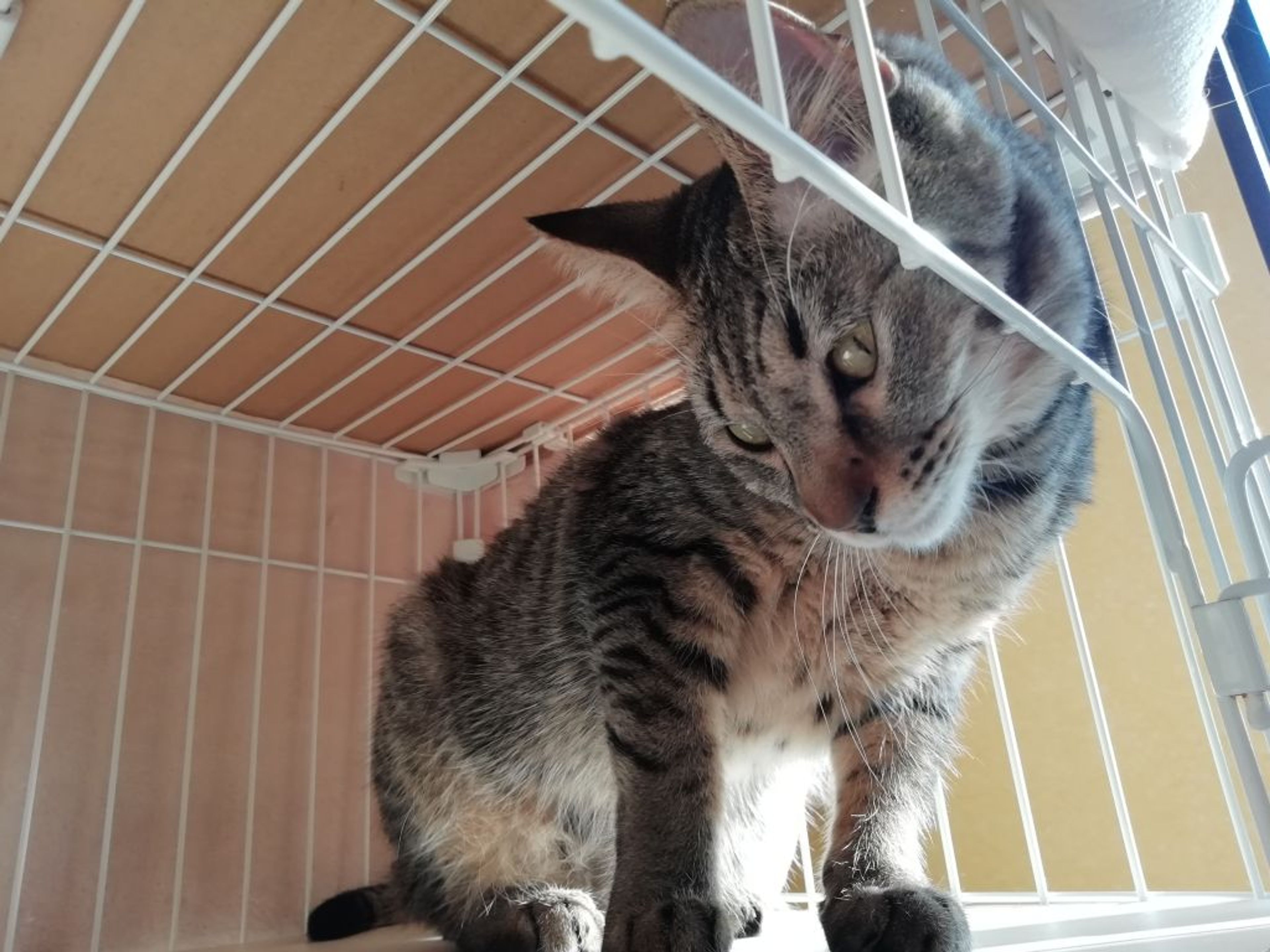 pet-image-7