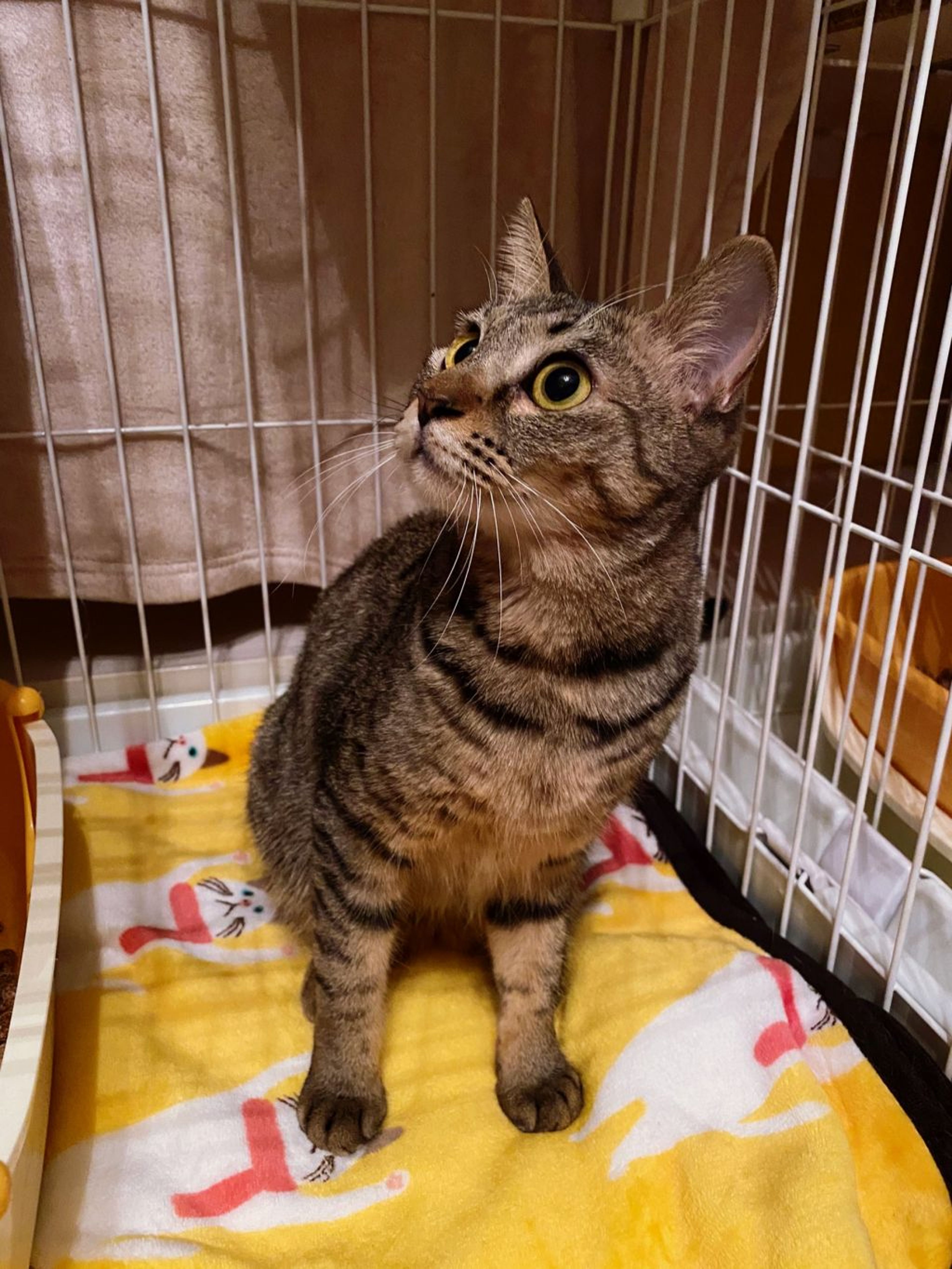 pet-image-5