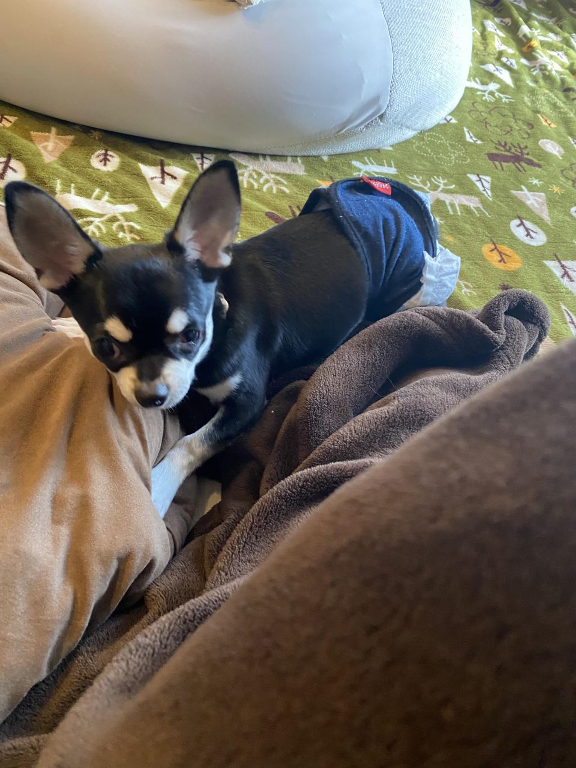 pet-image-3