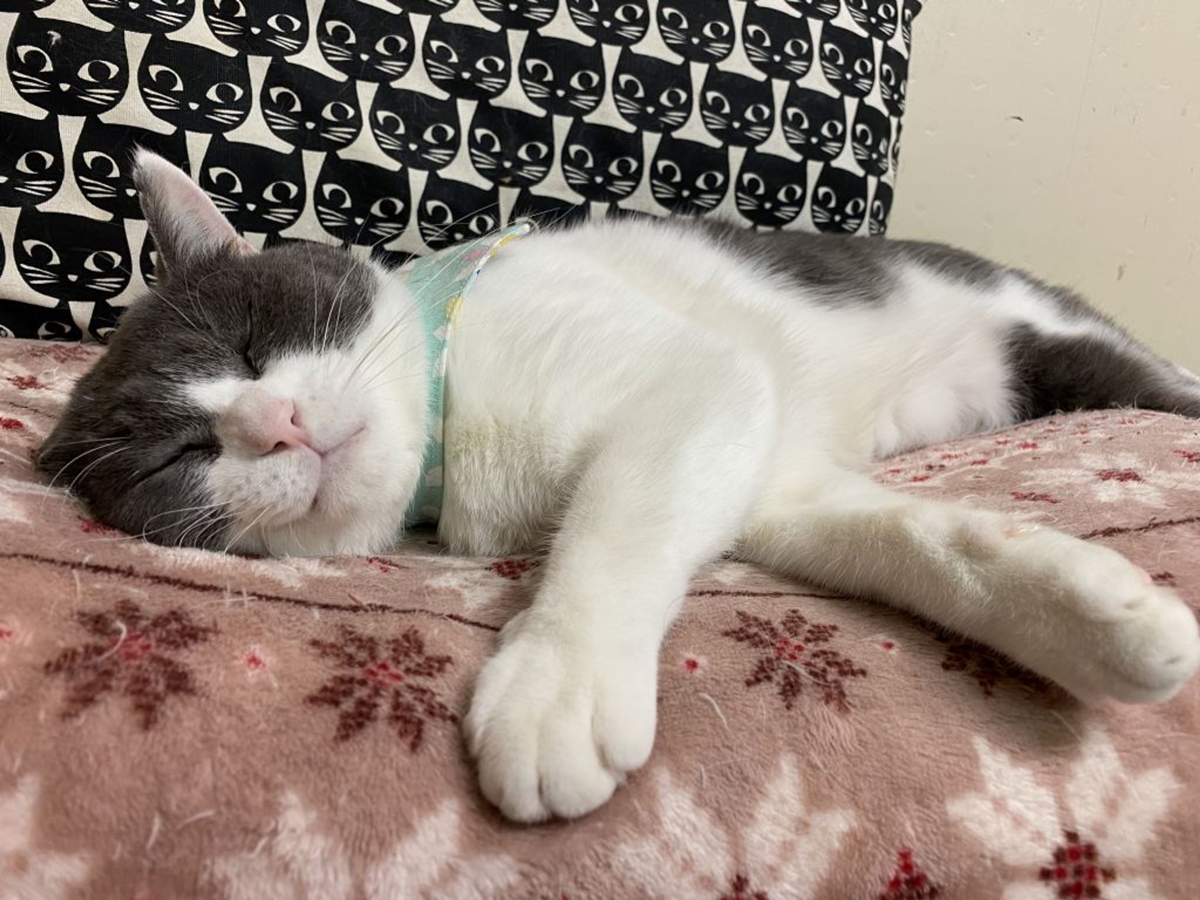 pet-image-3