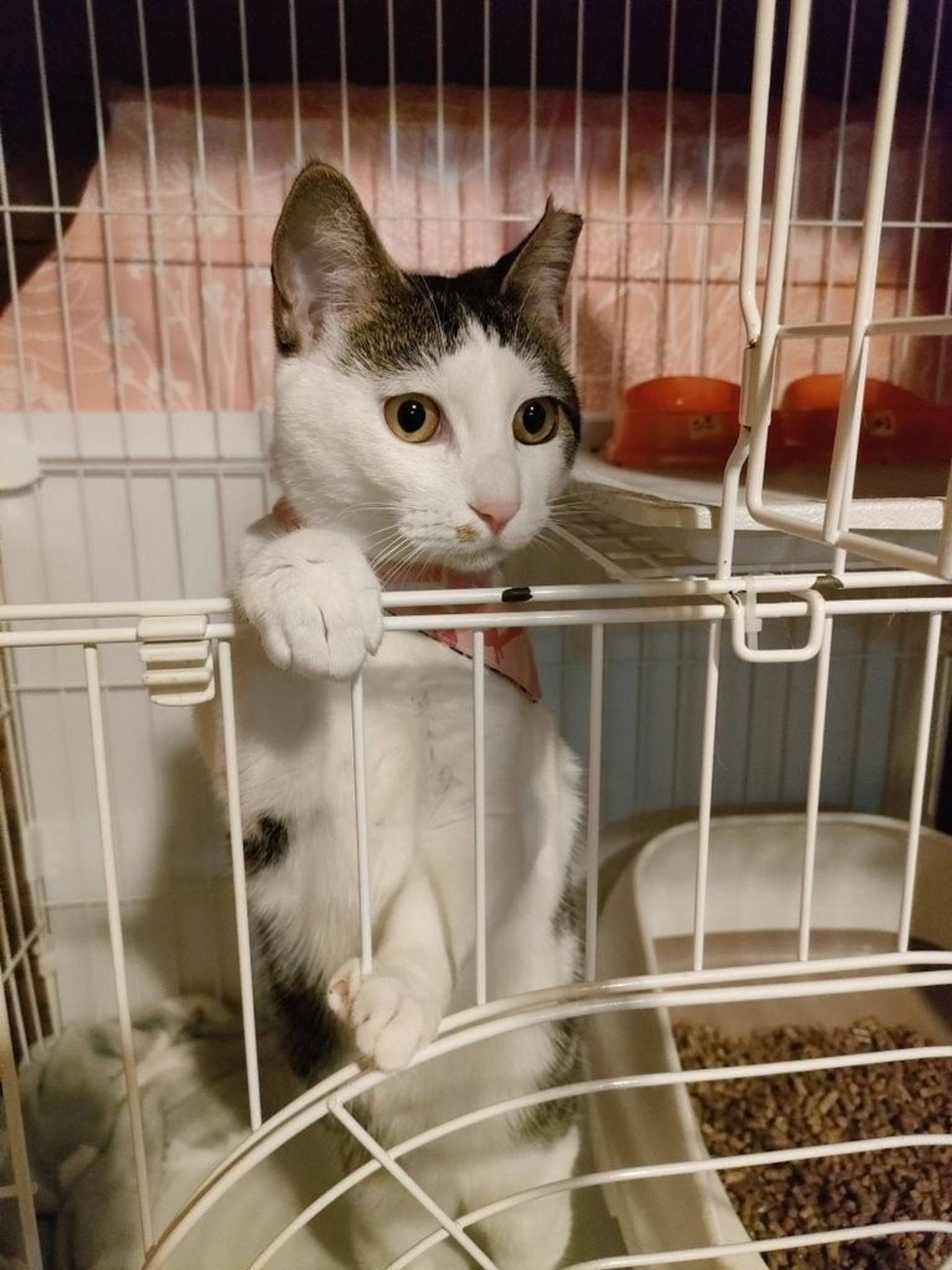 雑種（ミックス猫）・メスの里親募集の写真
