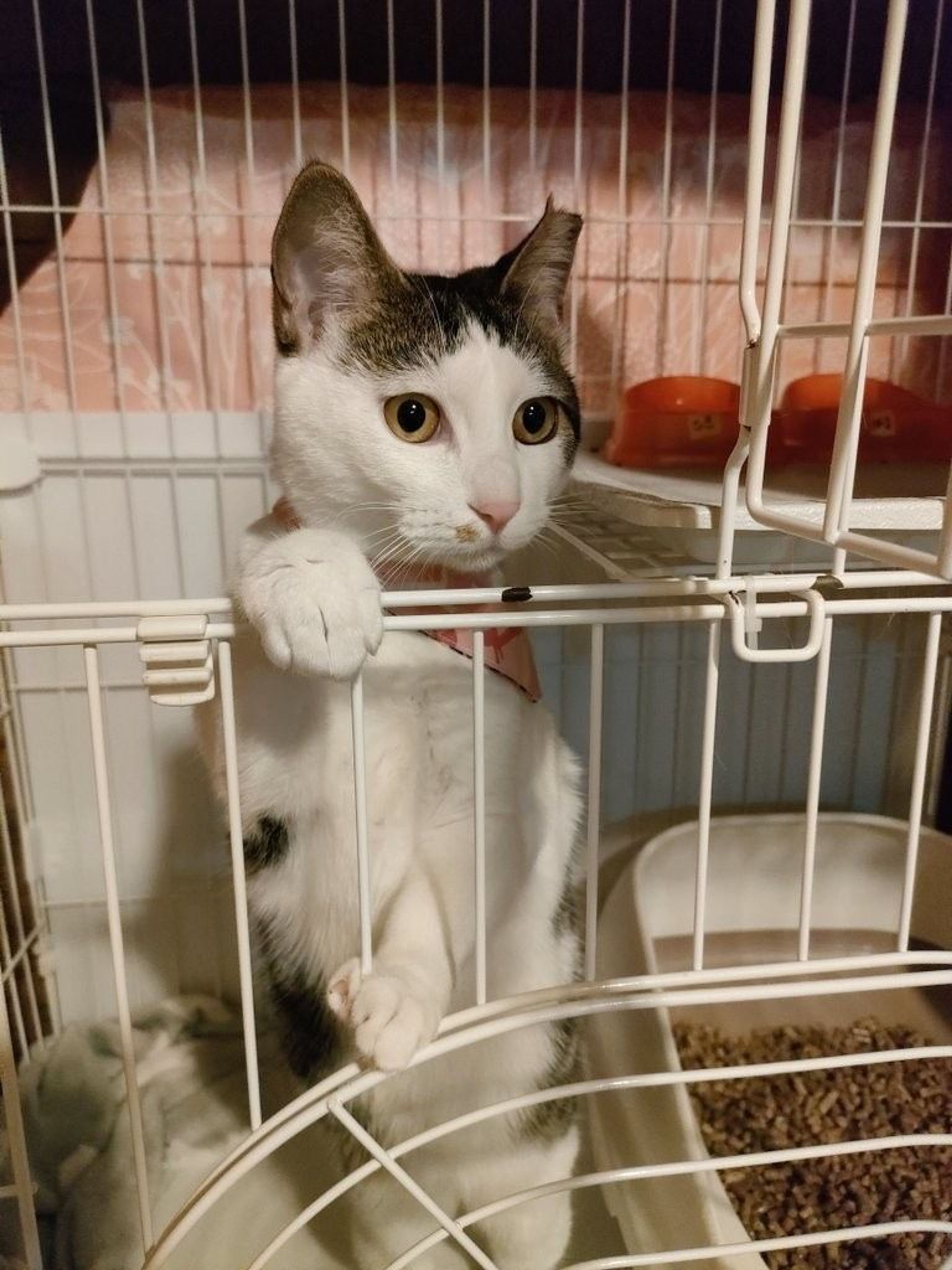 雑種（ミックス猫）・メスの里親募集の写真