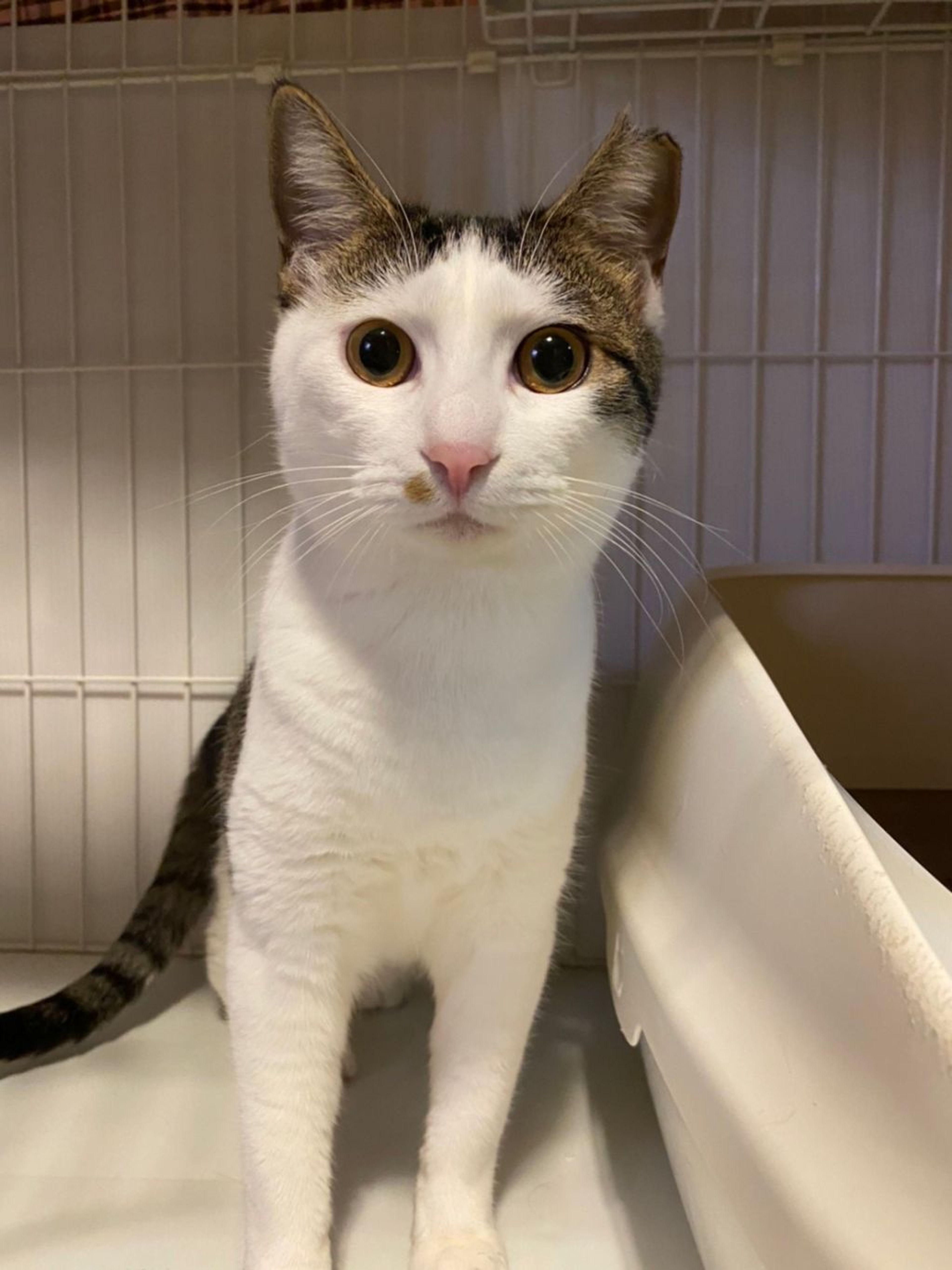 pet-image-2