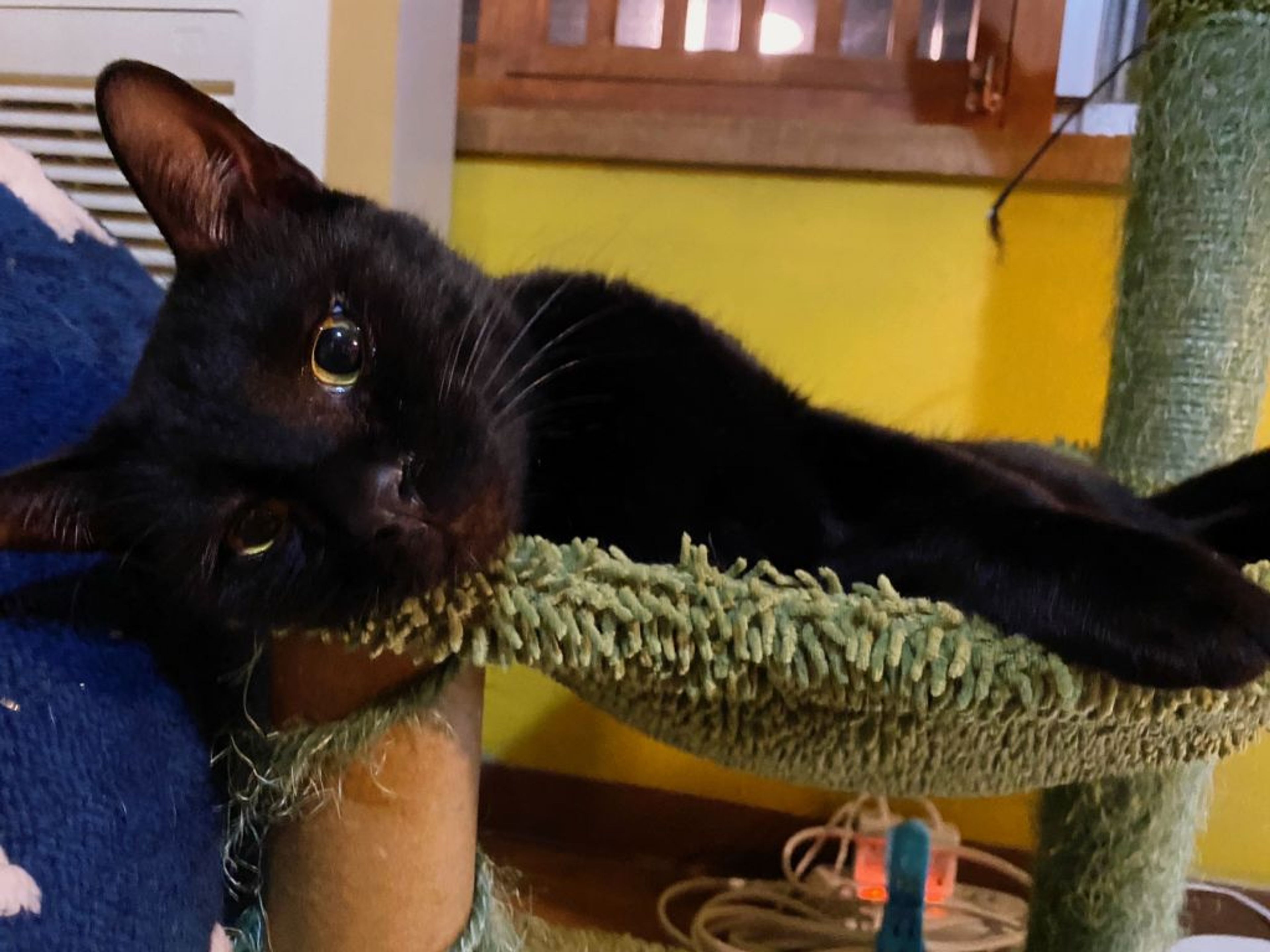pet-image-2