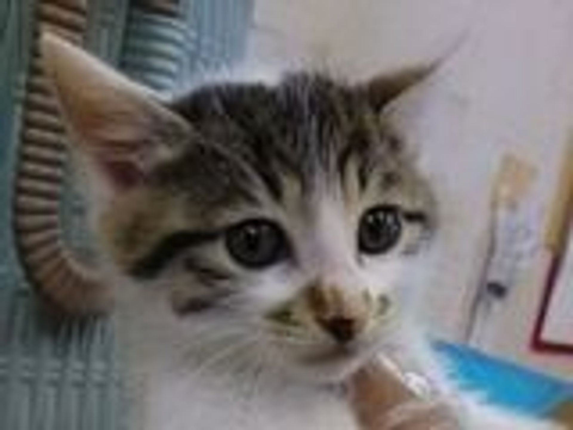 雑種（ミックス猫）・オスの里親募集の写真