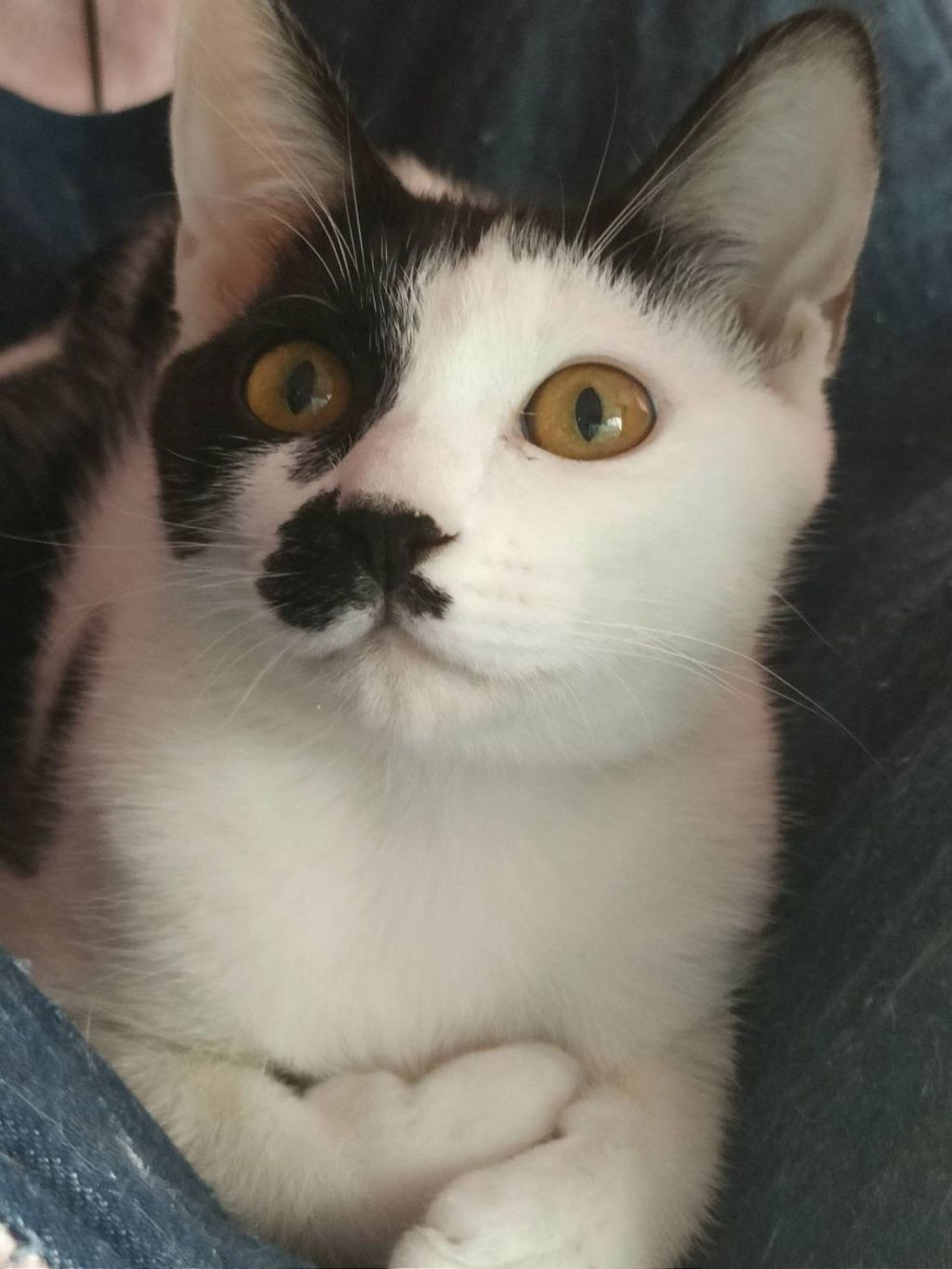 pet-image-2