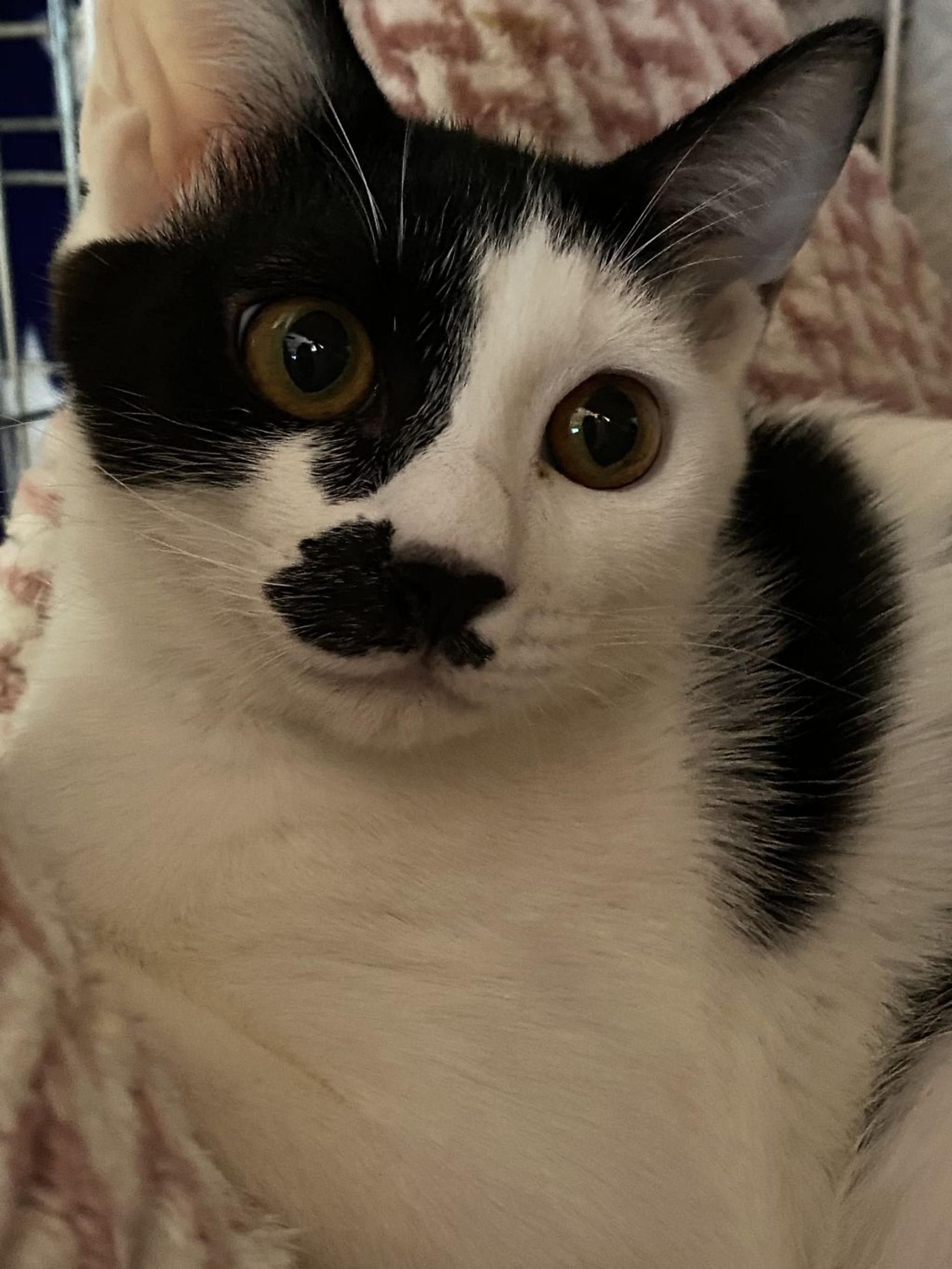 pet-image-3