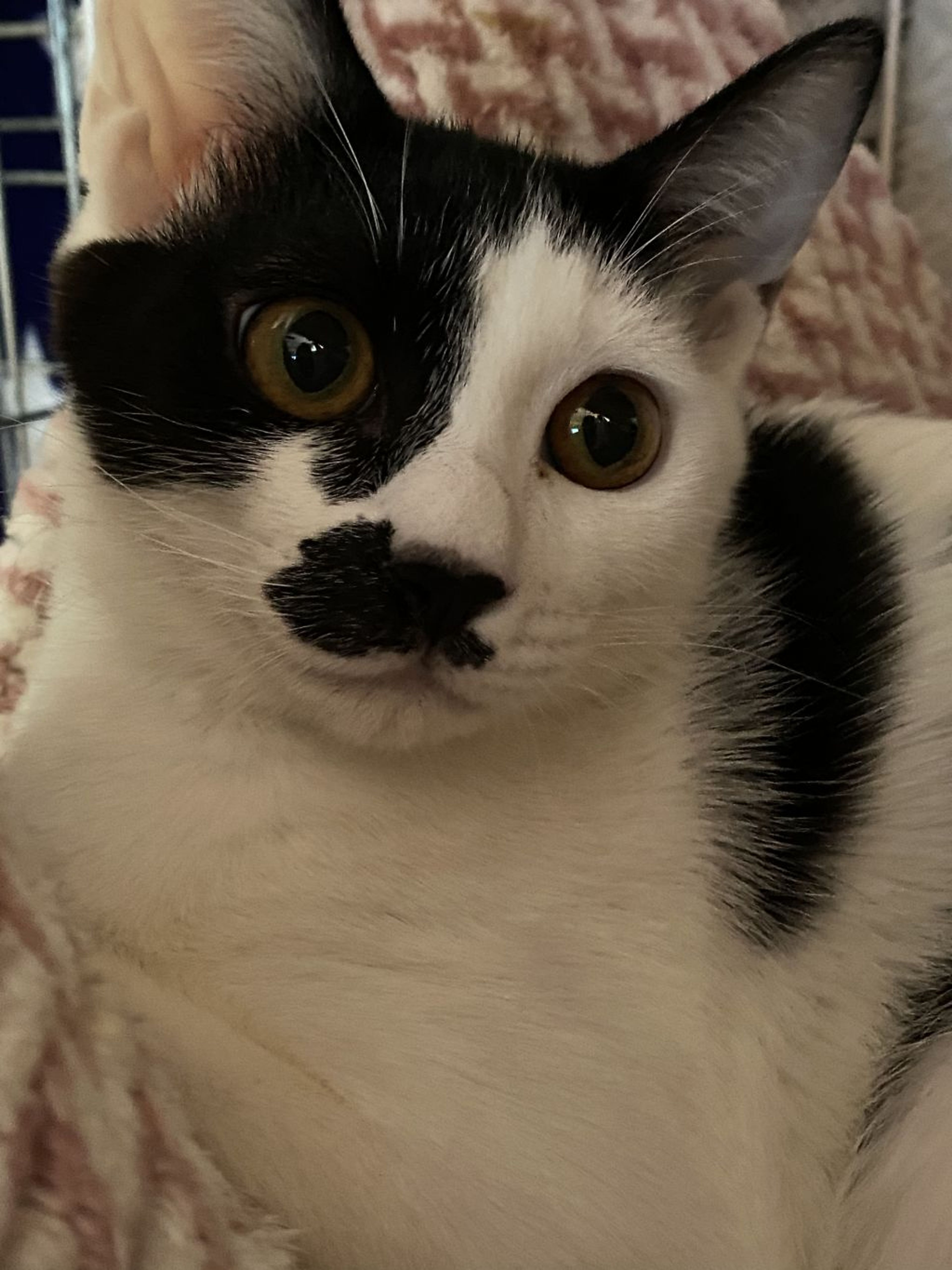 pet-image-3