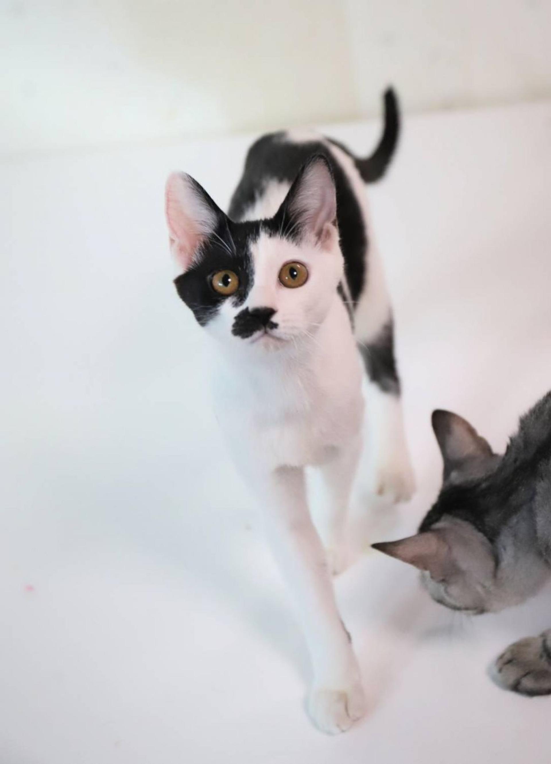 pet-image-4