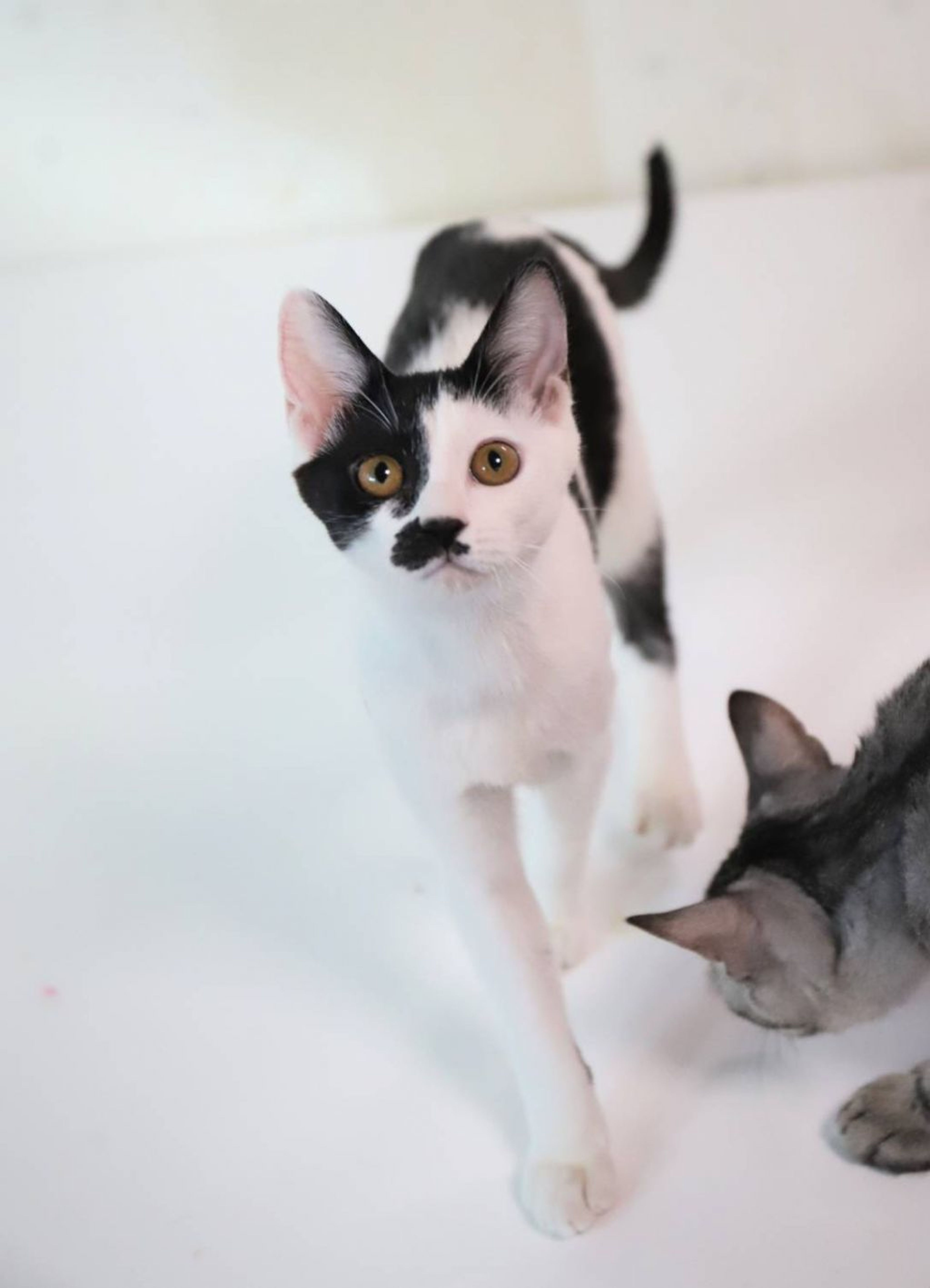 pet-image-4