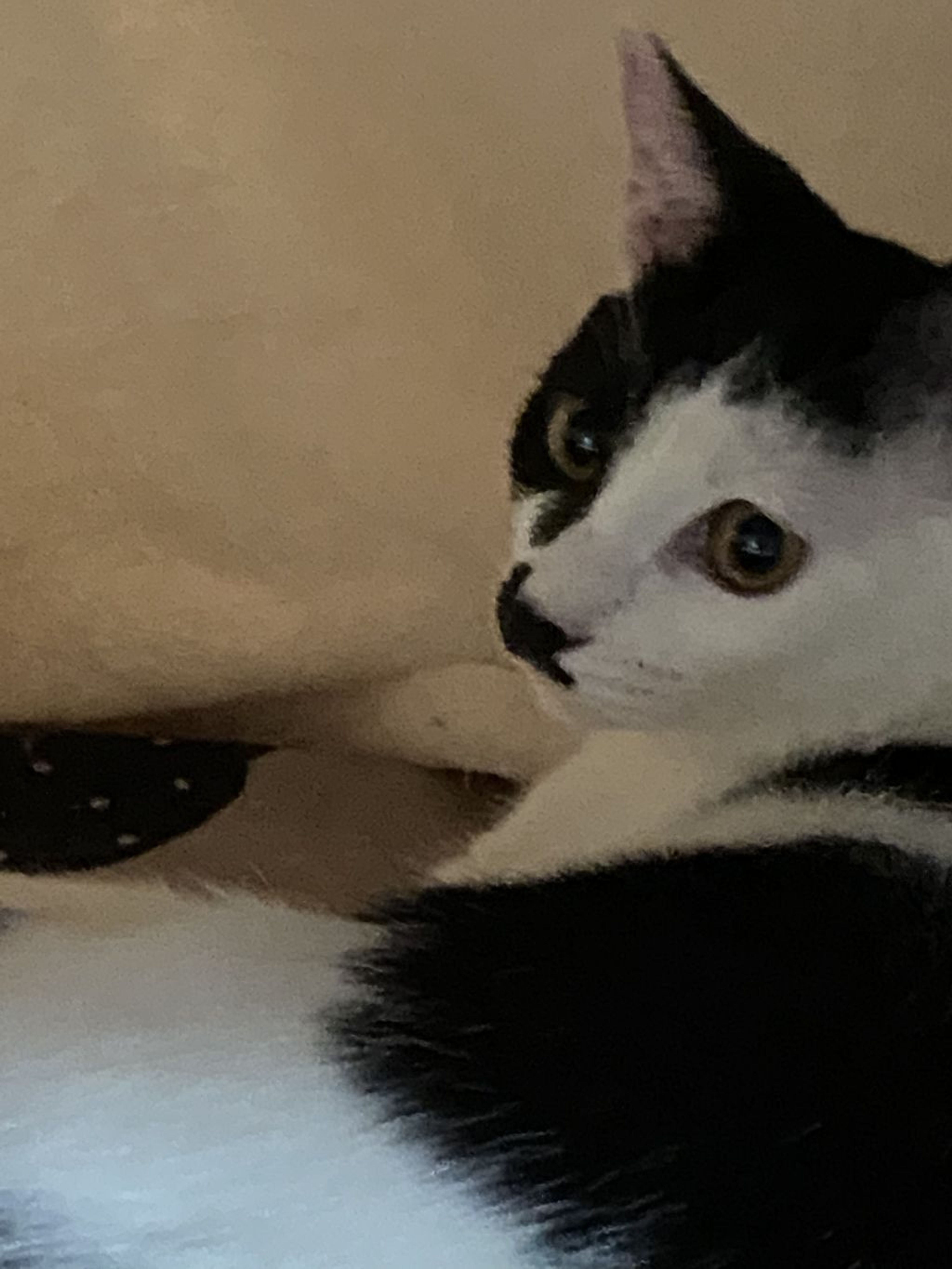 pet-image-5
