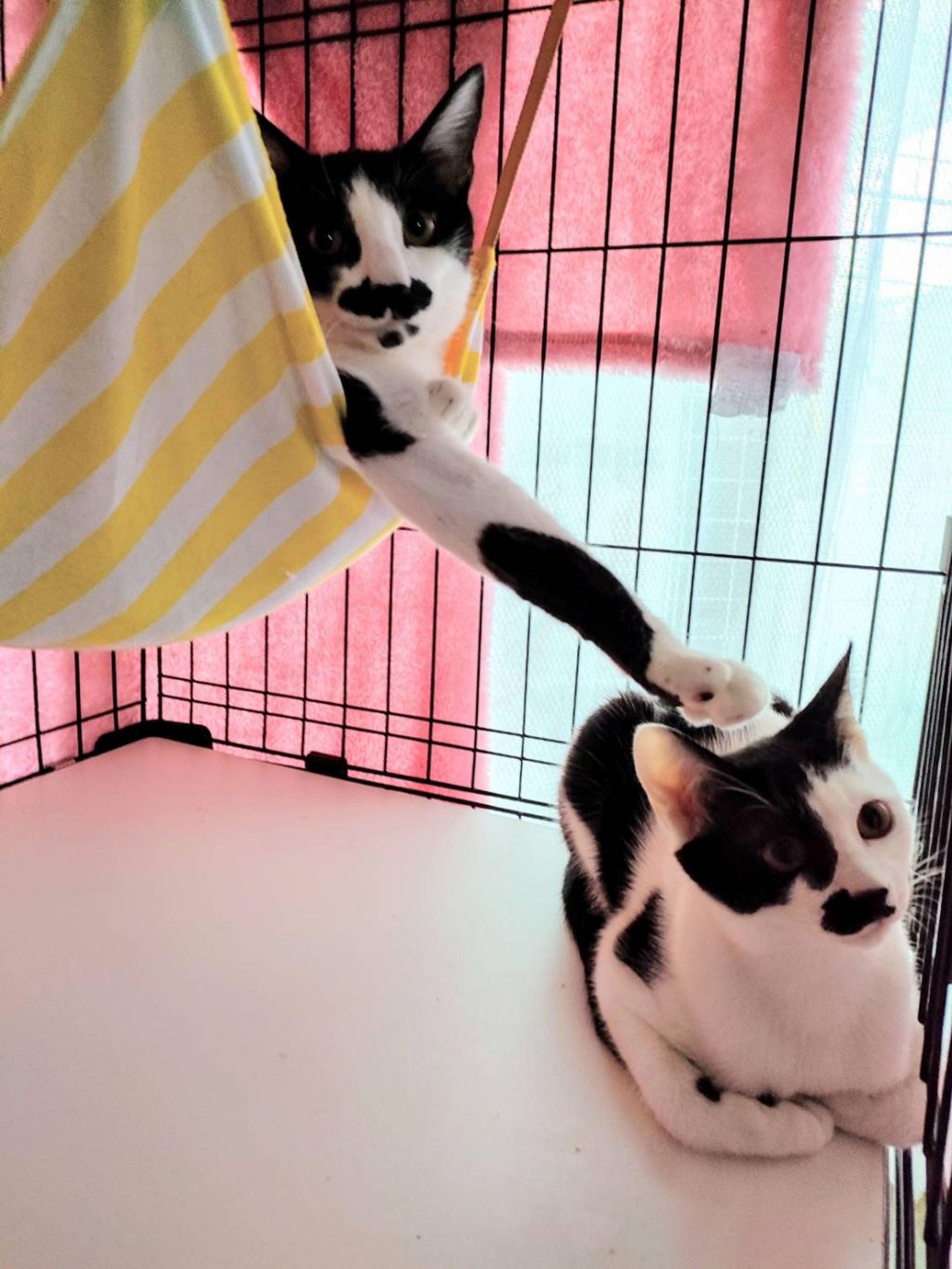 pet-image-6