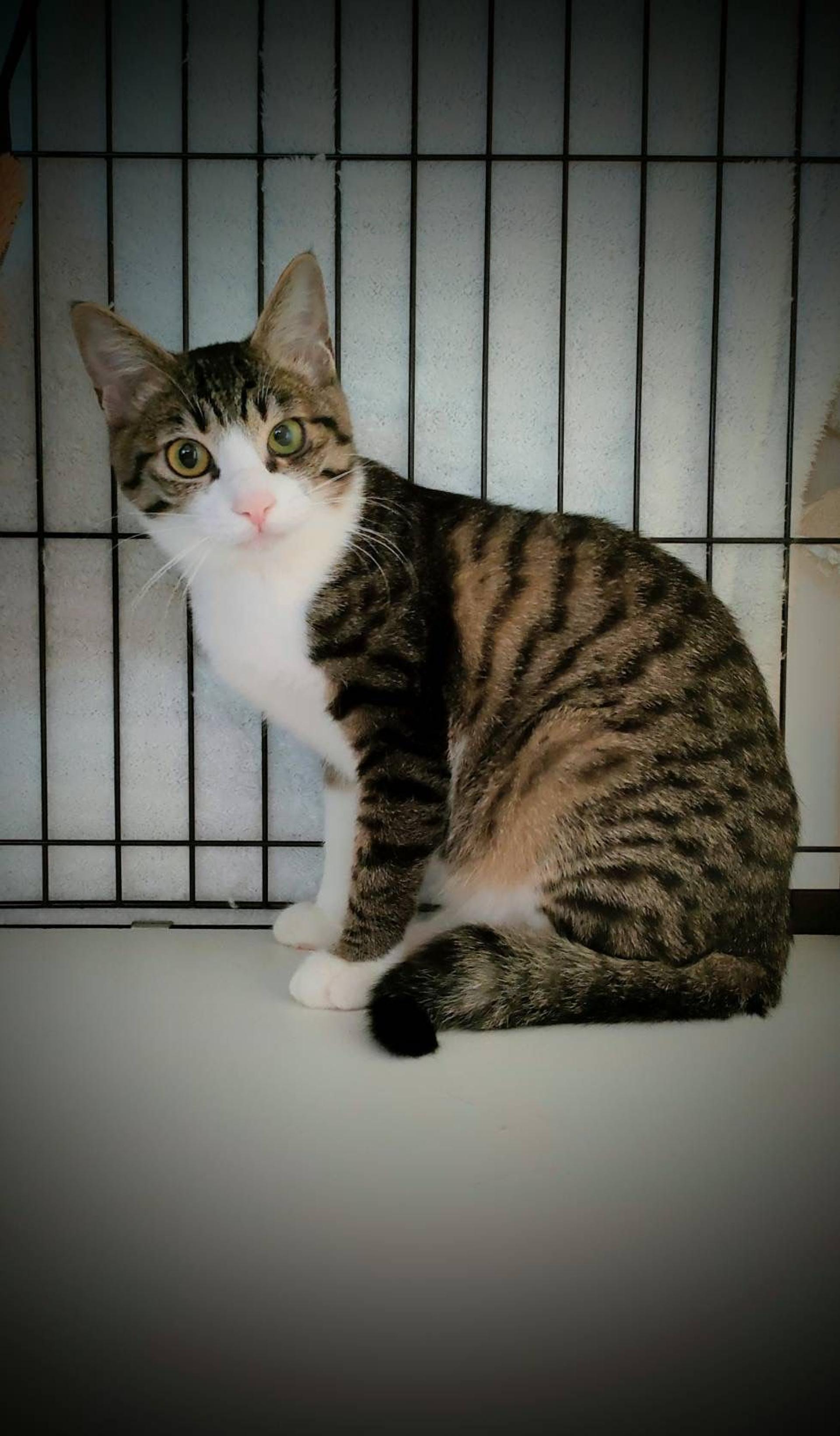 pet-image-2