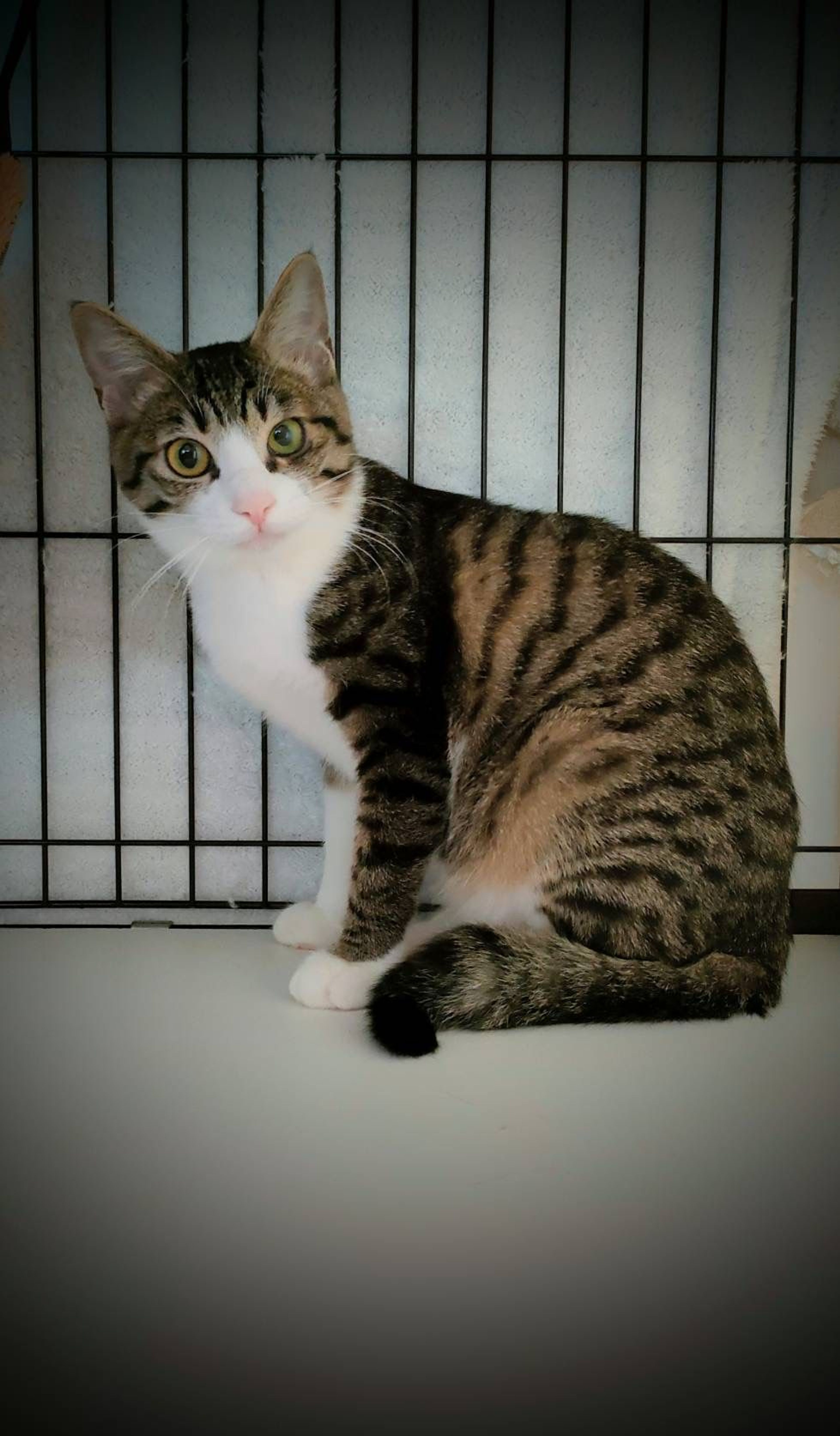 pet-image-2
