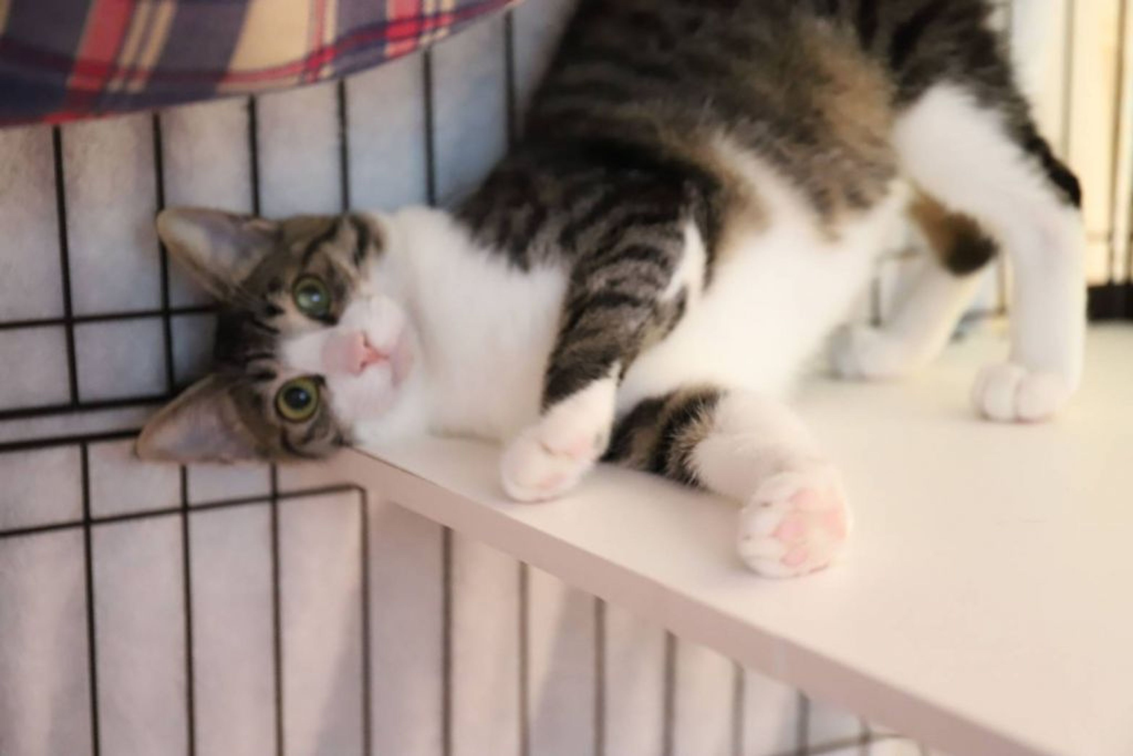 pet-image-3
