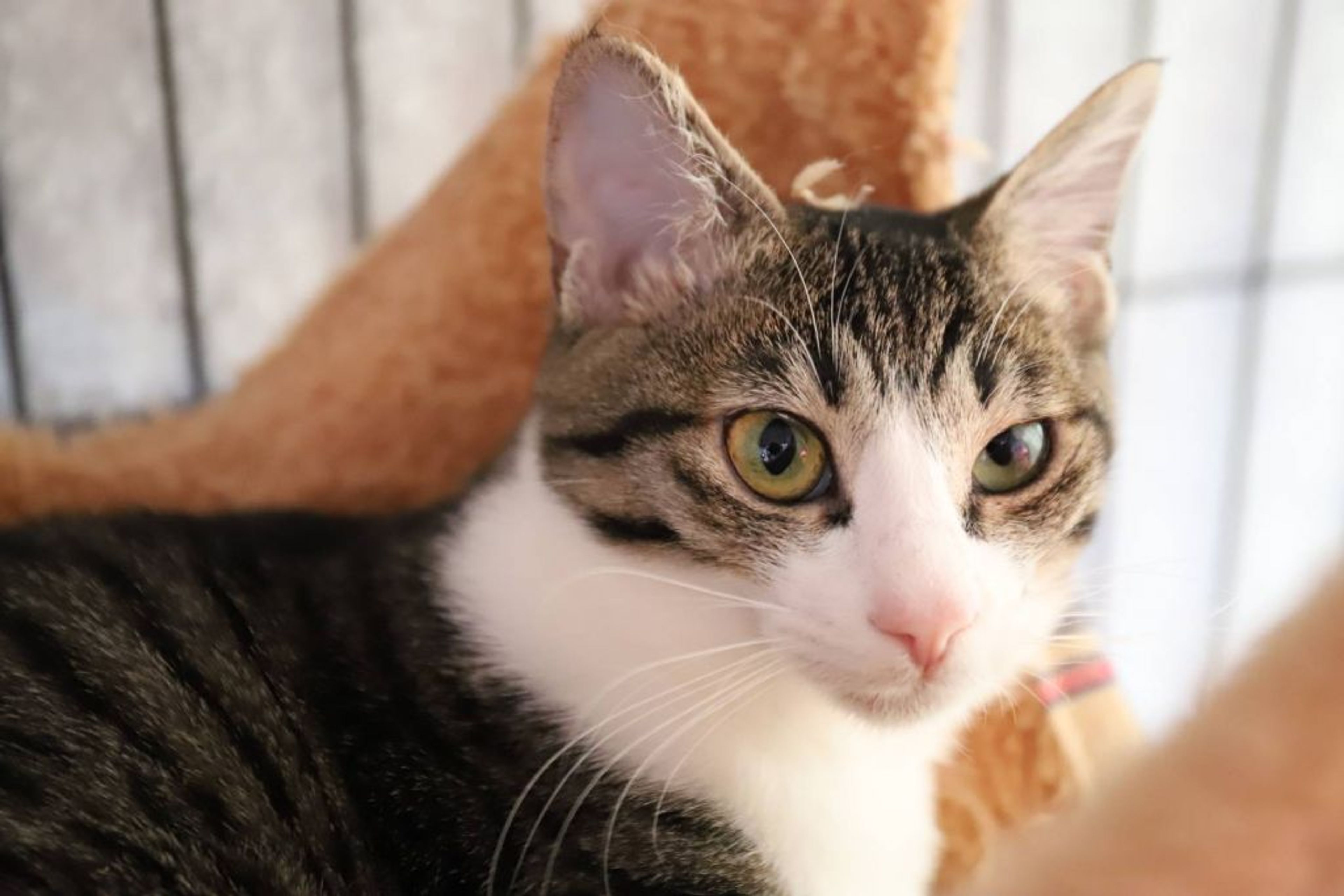 pet-image-5