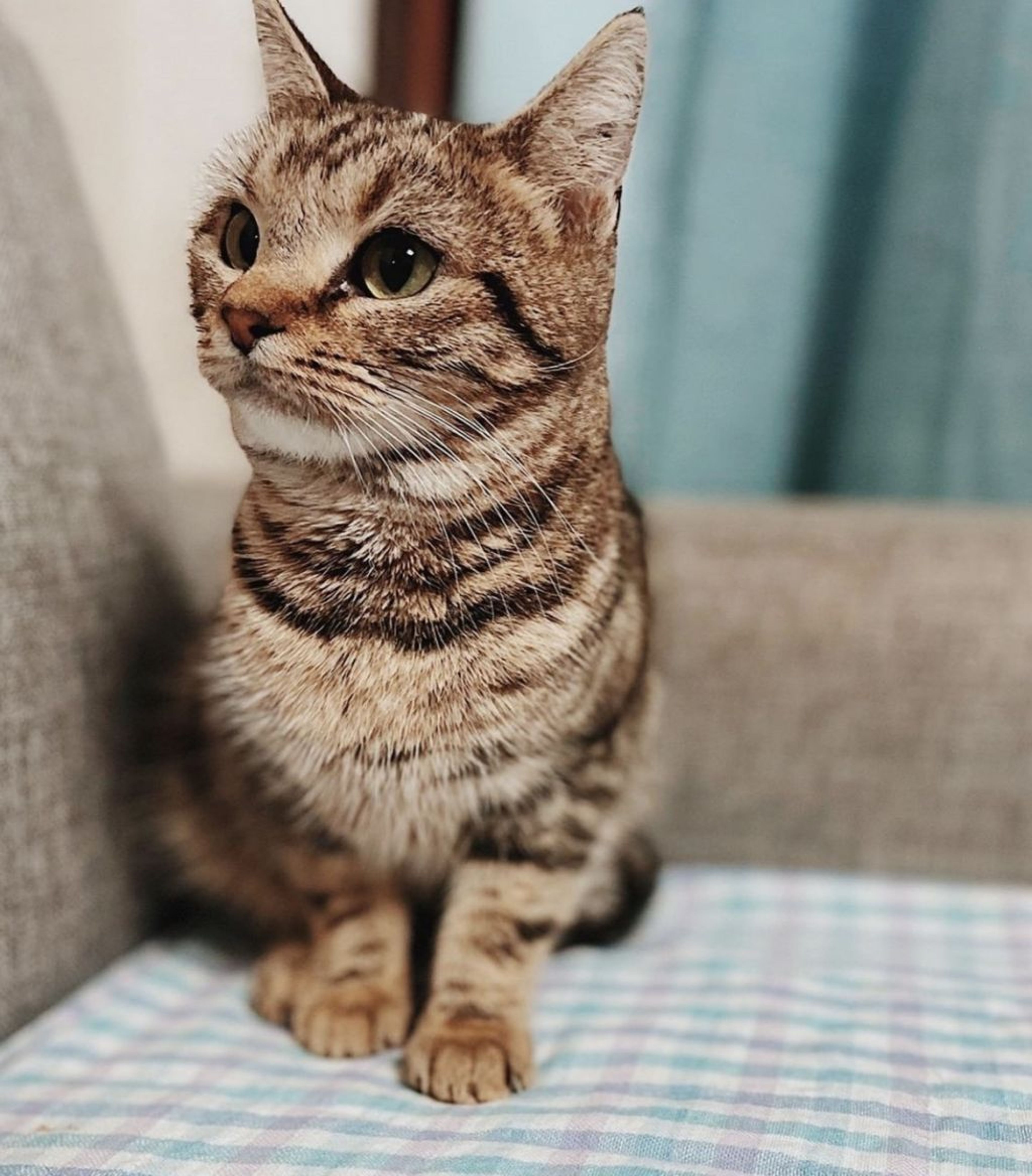 雑種（ミックス猫）・メスの里親募集の写真