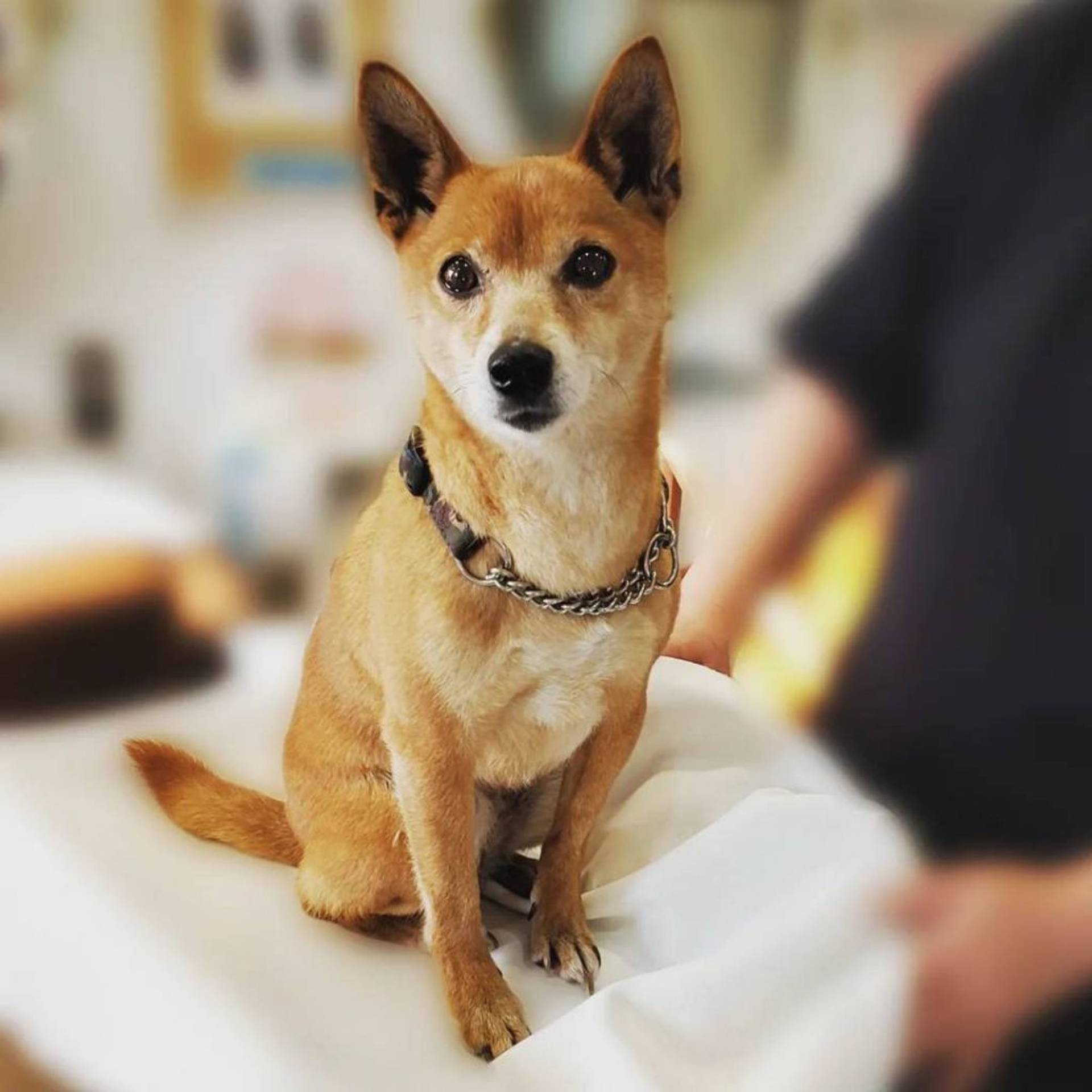 雑種（ミックス犬）・メスの里親募集の写真