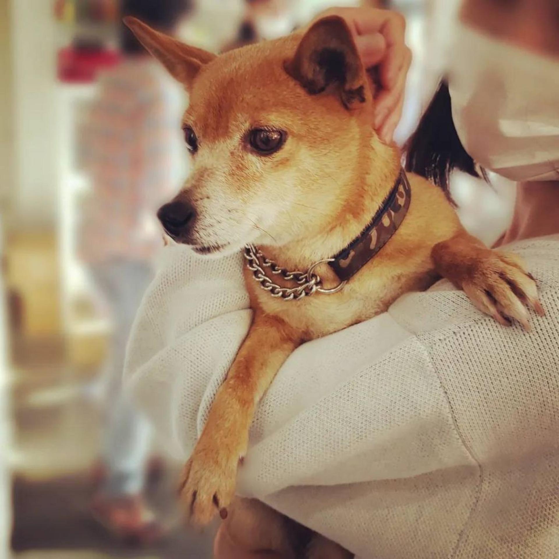 pet-image-2