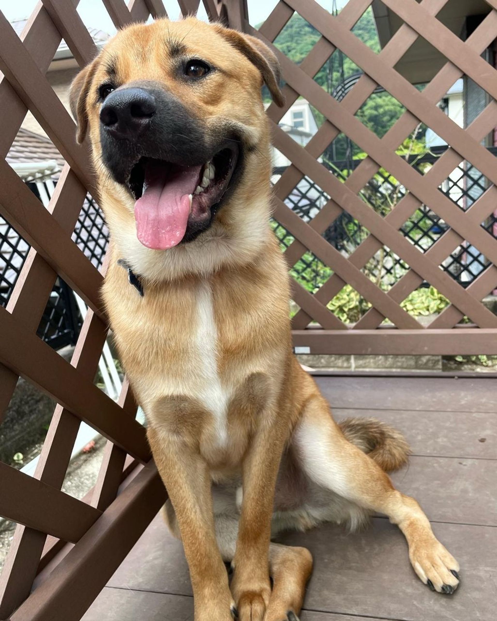 雑種（ミックス犬）・オスの里親募集の写真