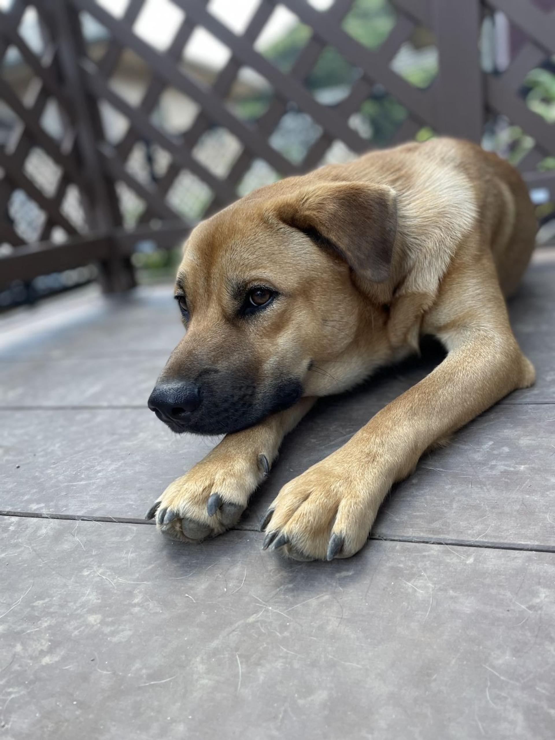 pet-image-2