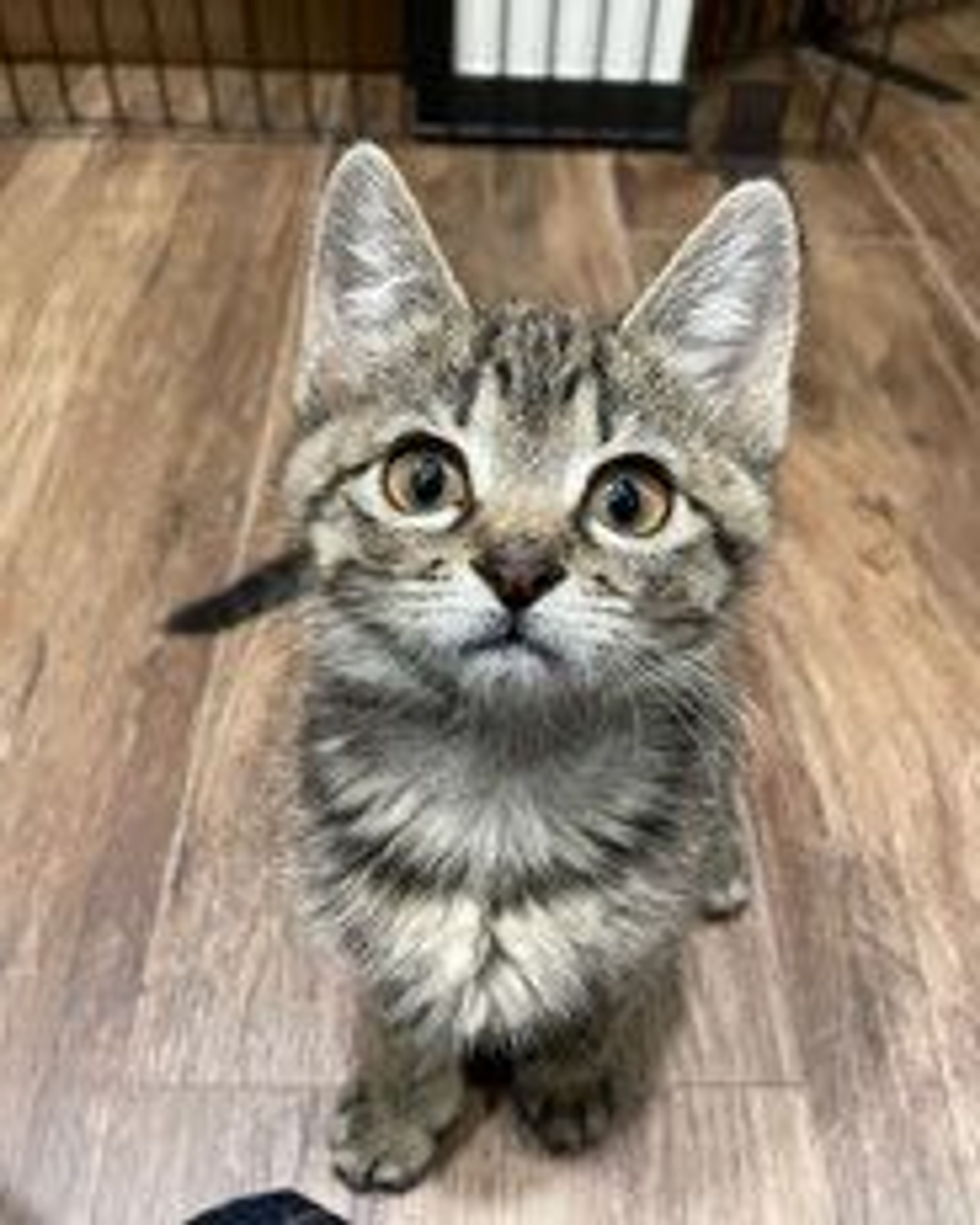 雑種（ミックス猫）・メスの里親募集の写真