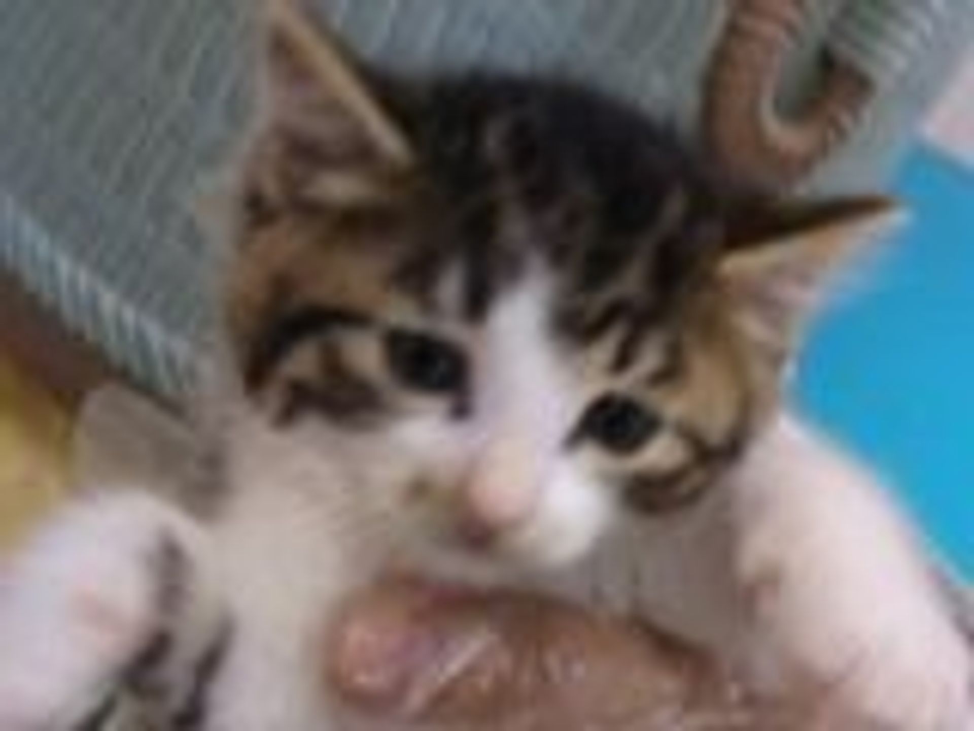 雑種（ミックス猫）・オスの里親募集の写真