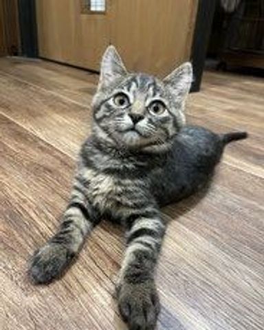 かえでの写真