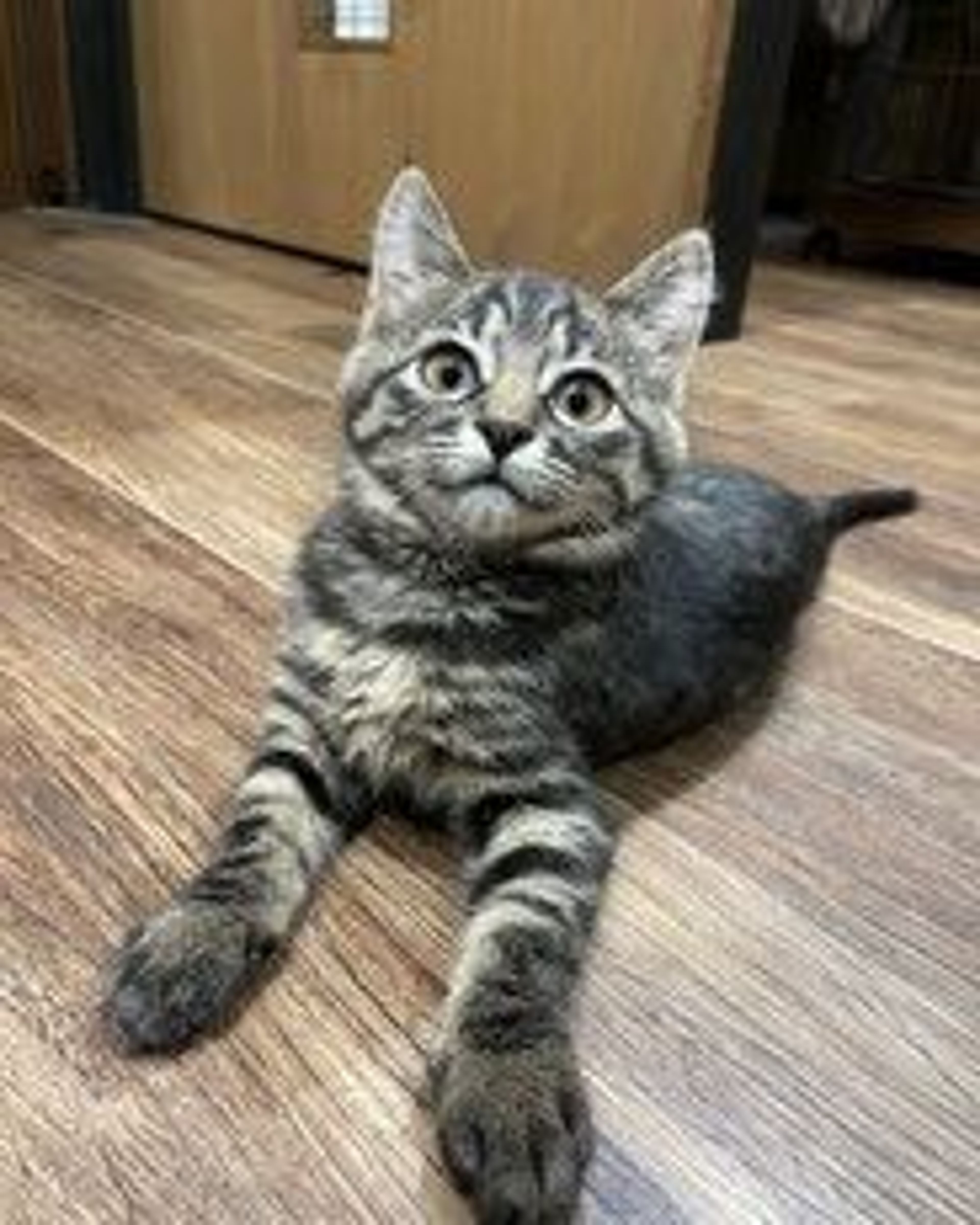 雑種（ミックス猫）・メスの里親募集の写真