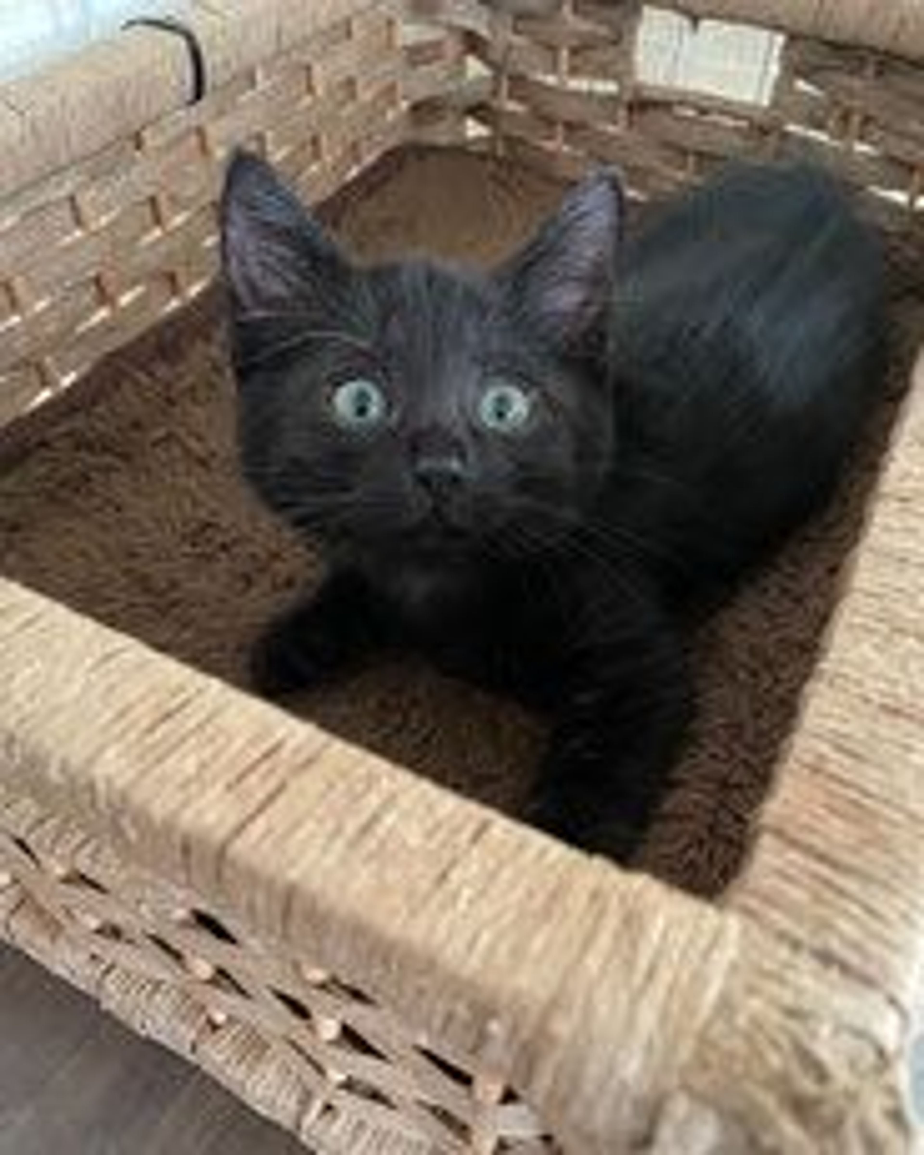 雑種（ミックス猫）・オスの里親募集の写真
