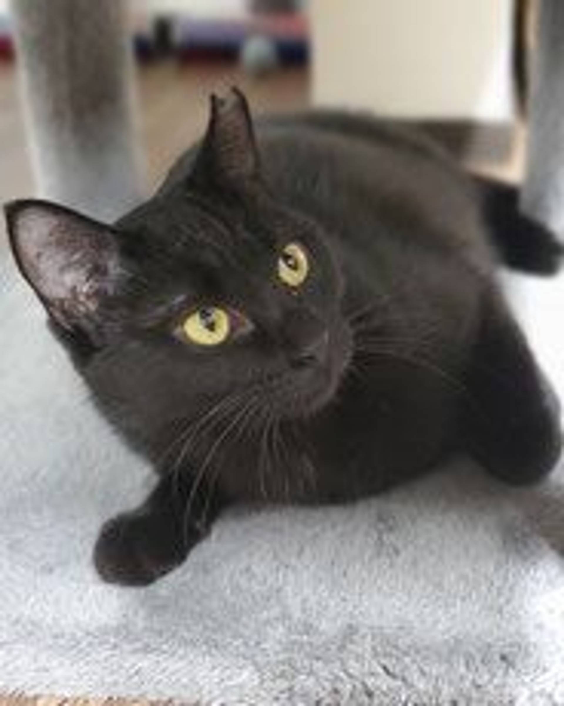雑種（ミックス猫）・メスの里親募集の写真