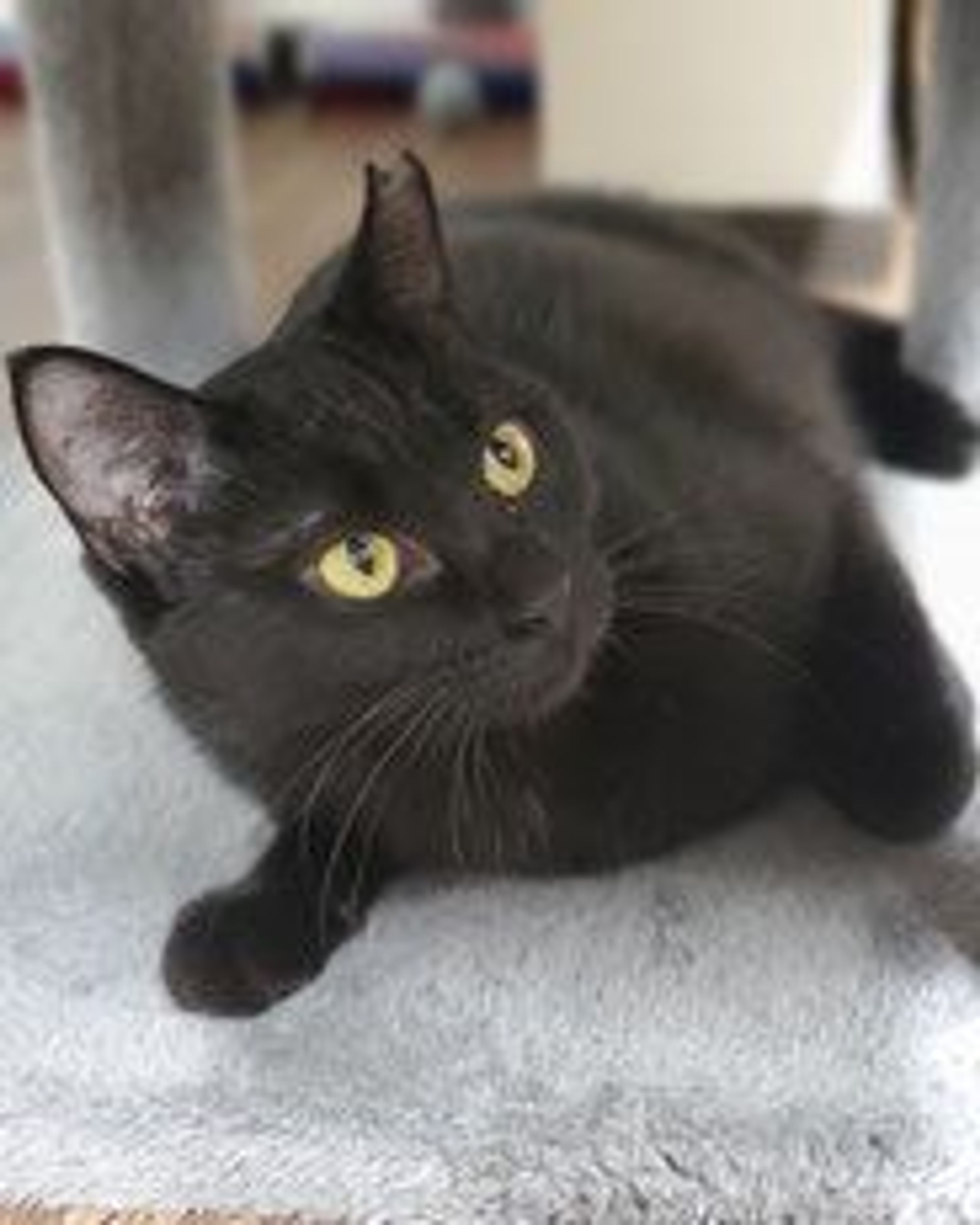 雑種（ミックス猫）・メスの里親募集の写真
