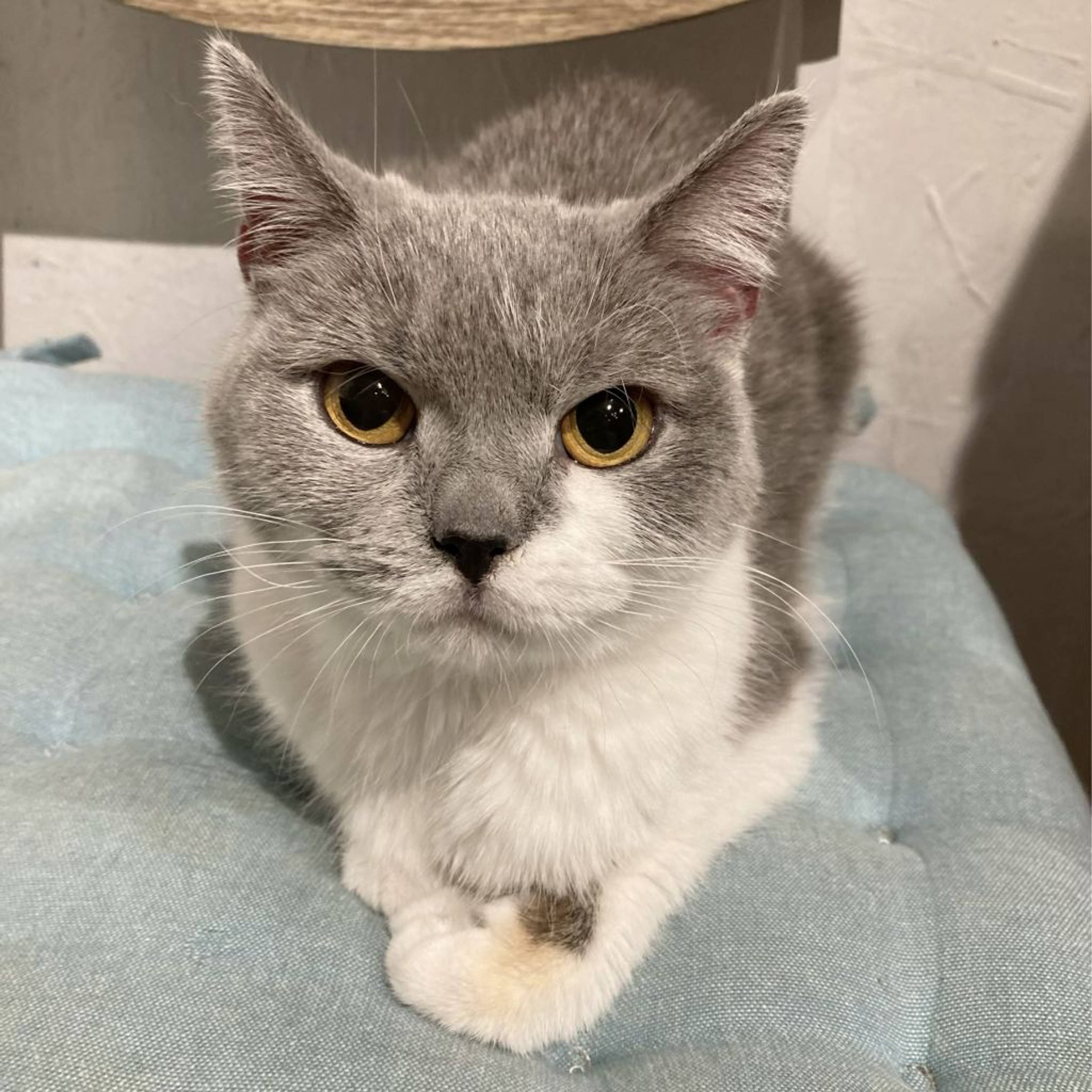 ブリティッシュショートヘア・メスの里親募集の写真