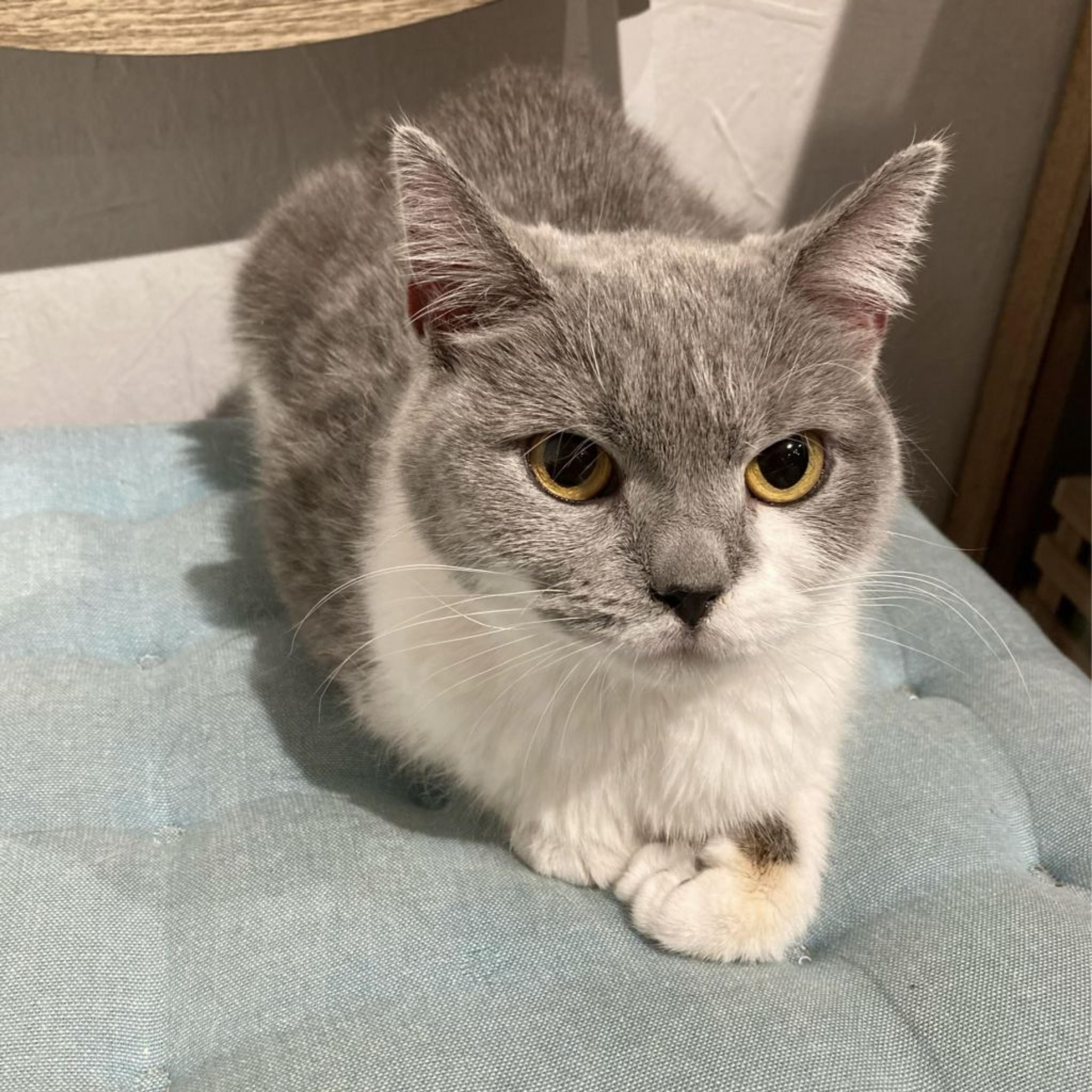 pet-image-2