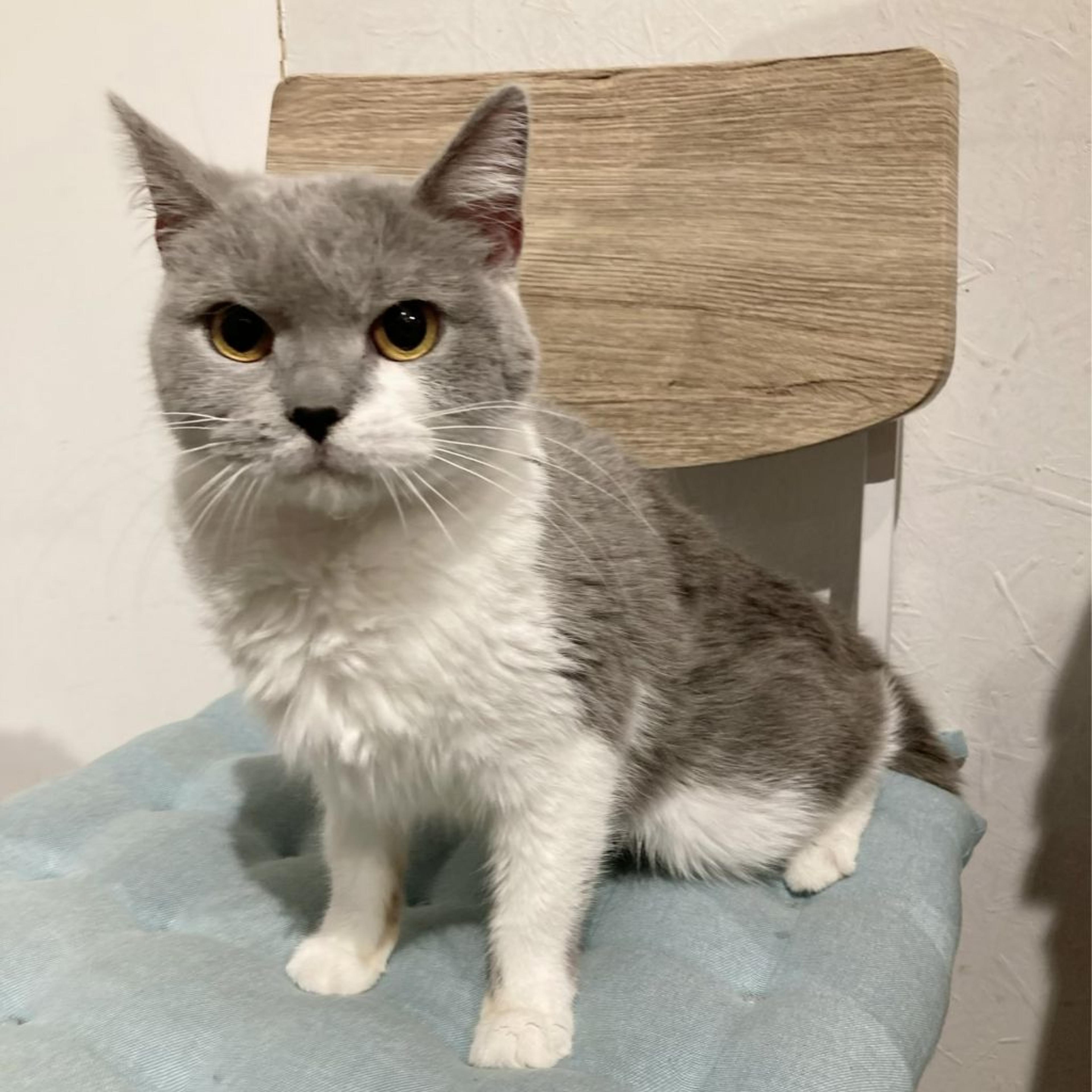 pet-image-3
