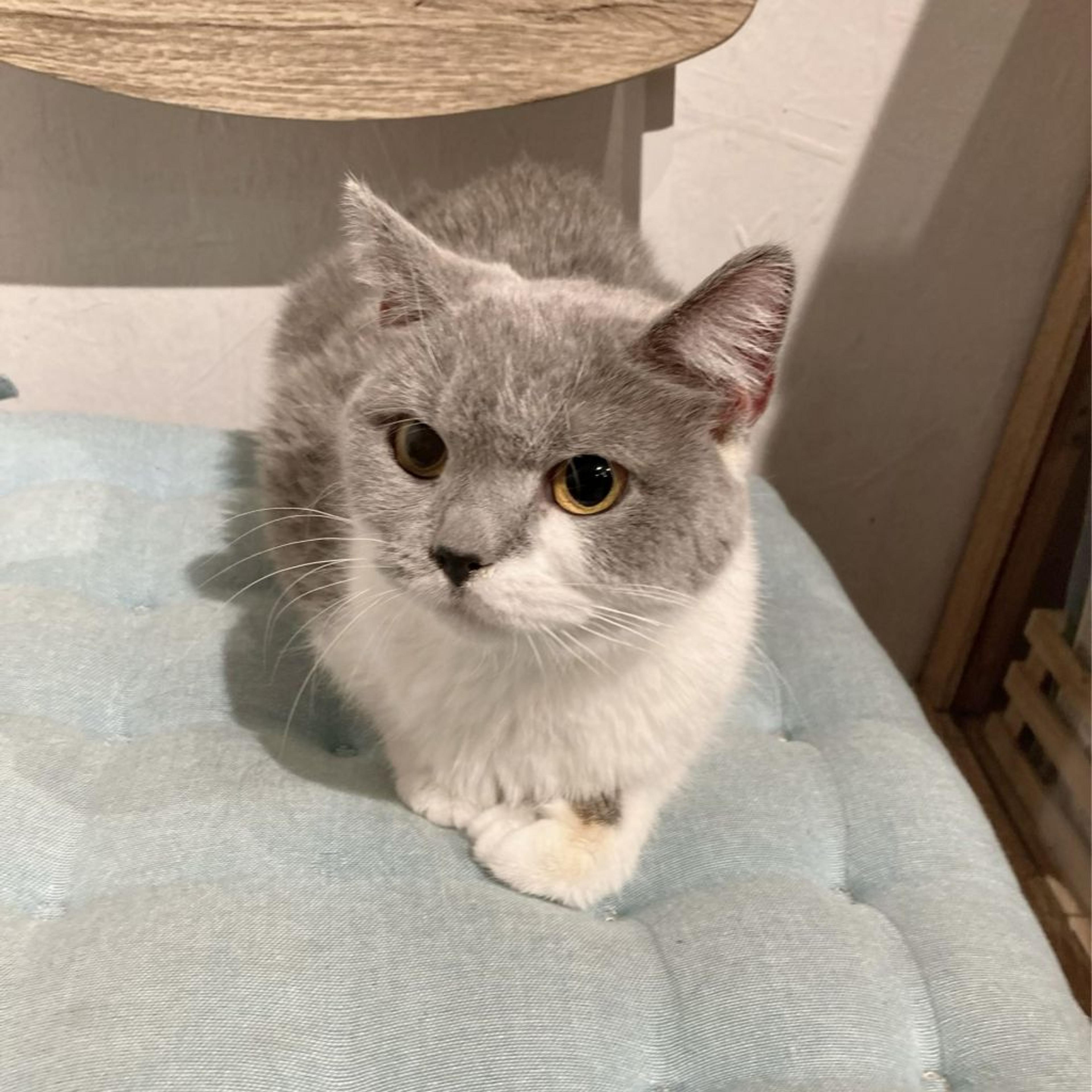 pet-image-5
