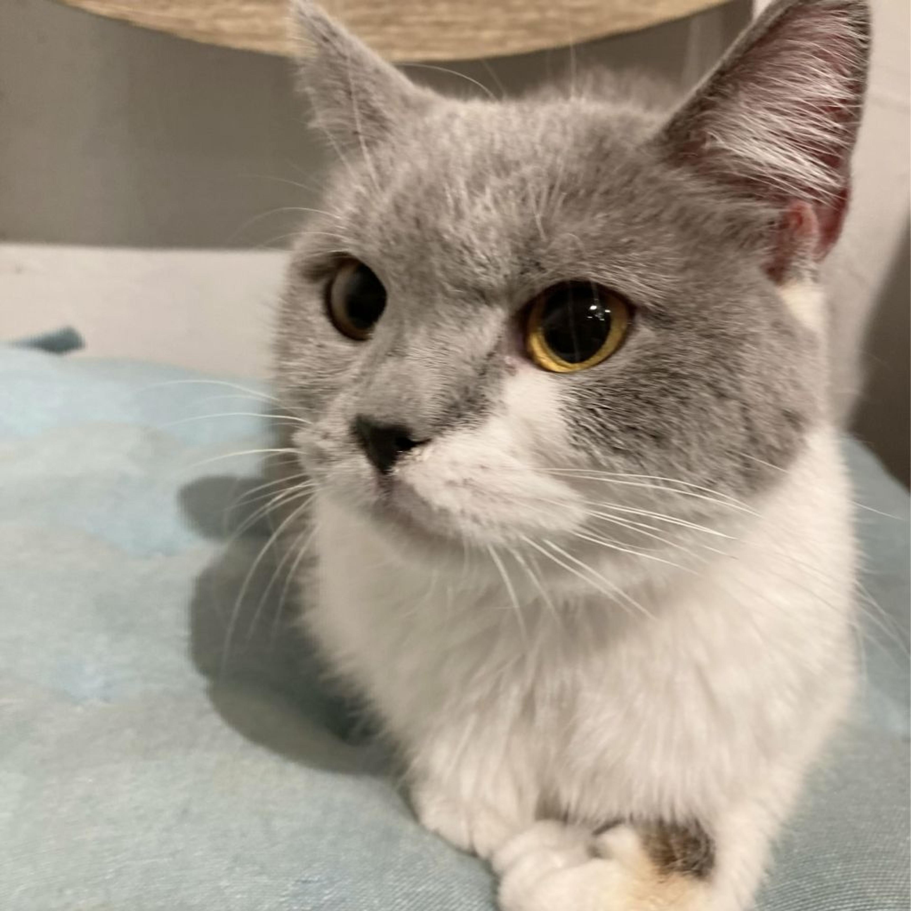 pet-image-6